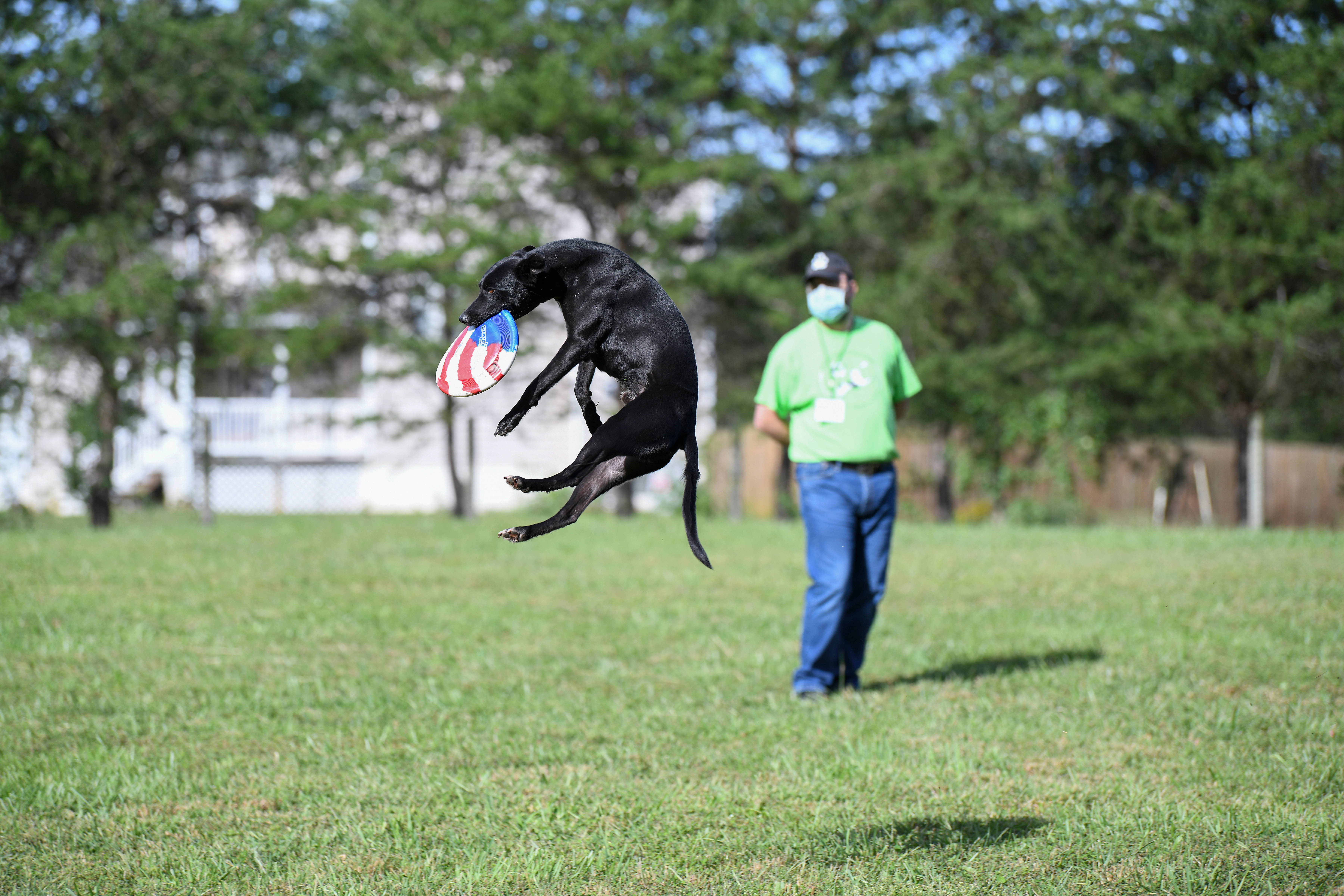 Frisbee 桌布 壁紙 — 一隻黑狗在半空中跳起，接住一個紅、白、藍色的飛盤，背景是陽光明媚的草地庭院，有一個人。