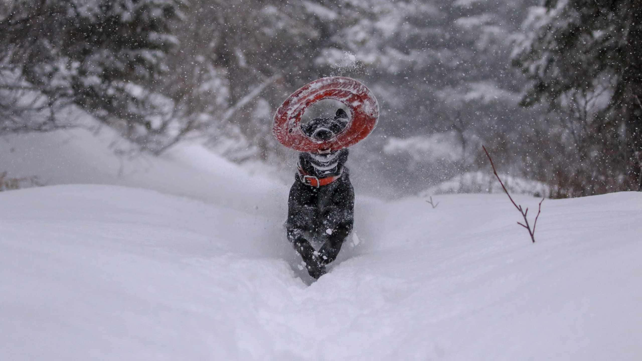 Frisbee 桌布 壁紙 — 一隻黑狗在深雪中快樂地奔跑，嘴裡叼著一個紅色飛盤，背景是白雪皚皚的森林。
