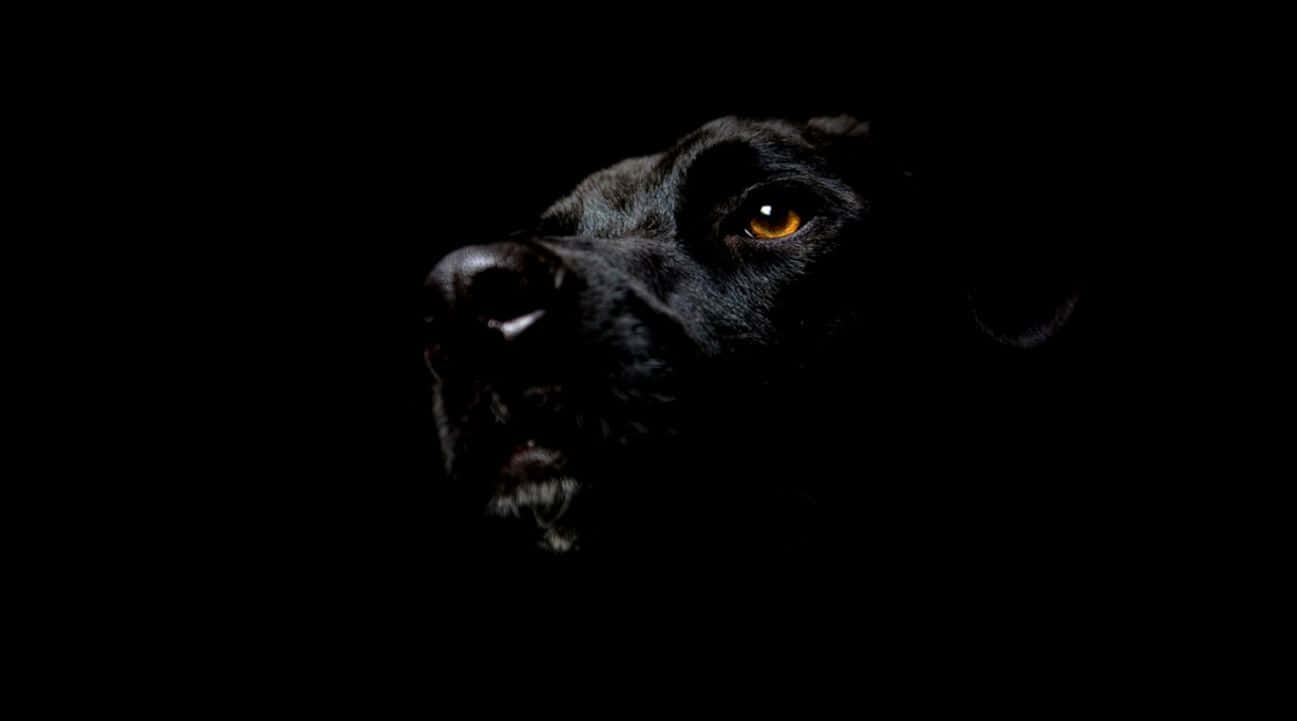 Black Pitbull 桌布 壁紙 — 一隻黑狗的臉從黑暗中浮現，琥珀色的眼睛發光，專注地向前凝視。