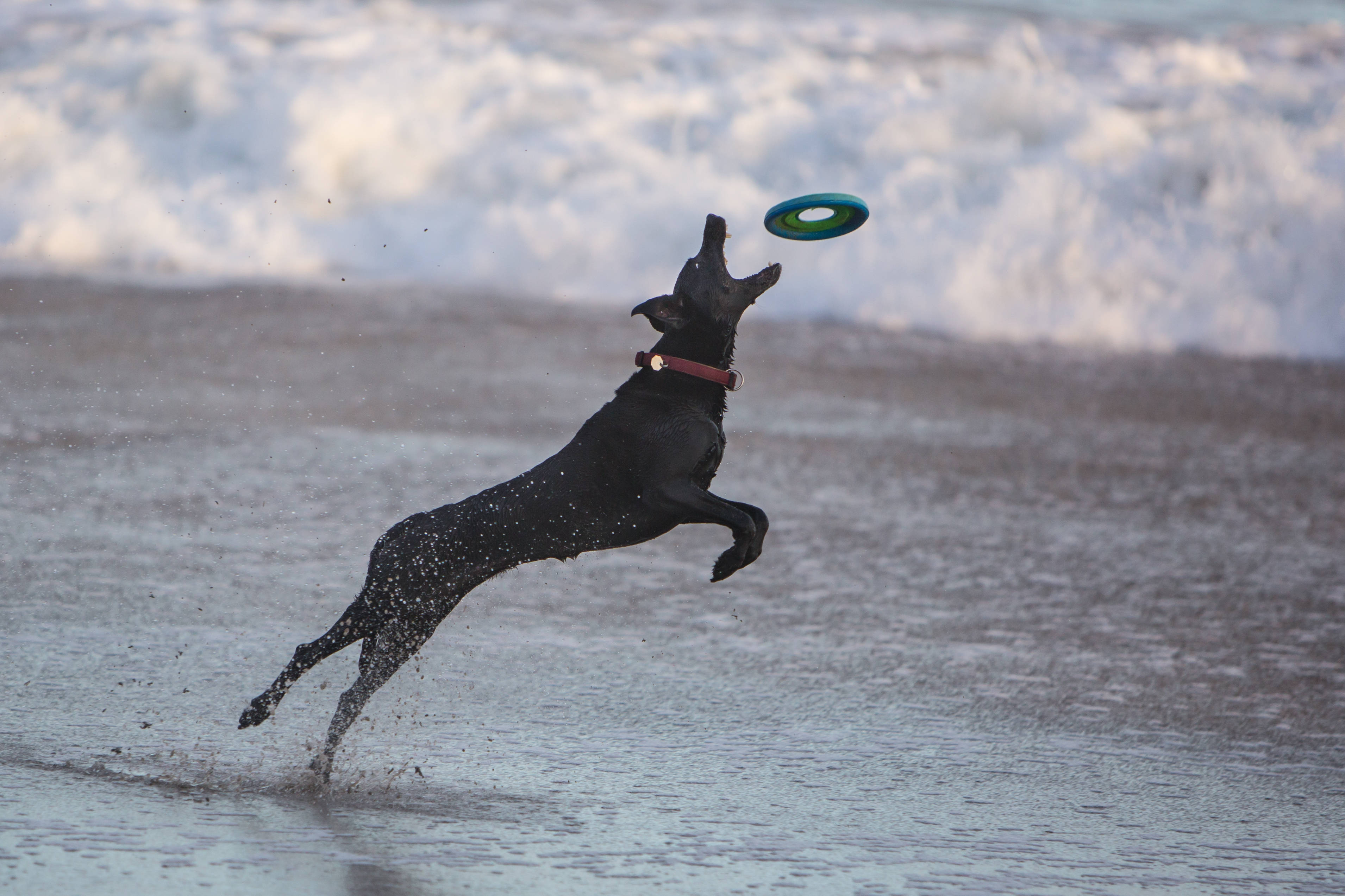 Frisbee 桌布 壁紙 — 一隻黑狗跳過淺海水面，在拍岸的浪花中接住一個綠色飛盤。