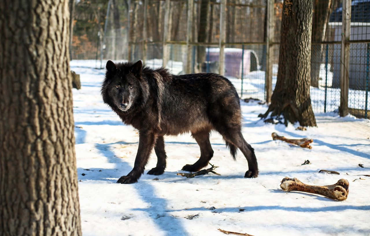 wolfdog 桌布 壁紙 — 一隻黑狼在雪地圍欄內警覺地站立，周圍有樹木和圍欄，附近有骨頭碎片。