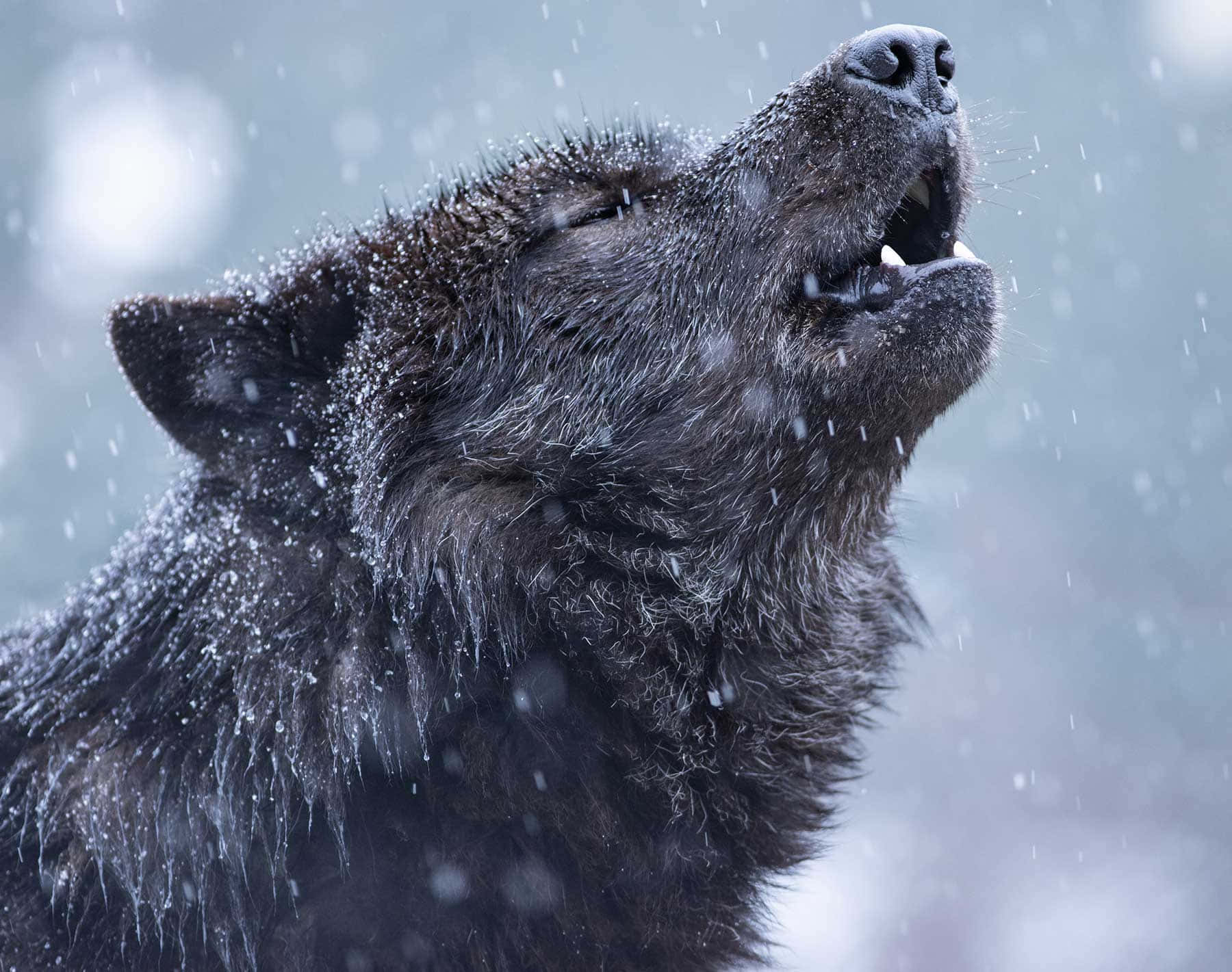 Wolf Aesthetic 桌布 壁紙 — 一隻黑狼在雪白的冬日場景中向上嚎叫，雪花黏在牠的毛髮上，背景柔和模糊。