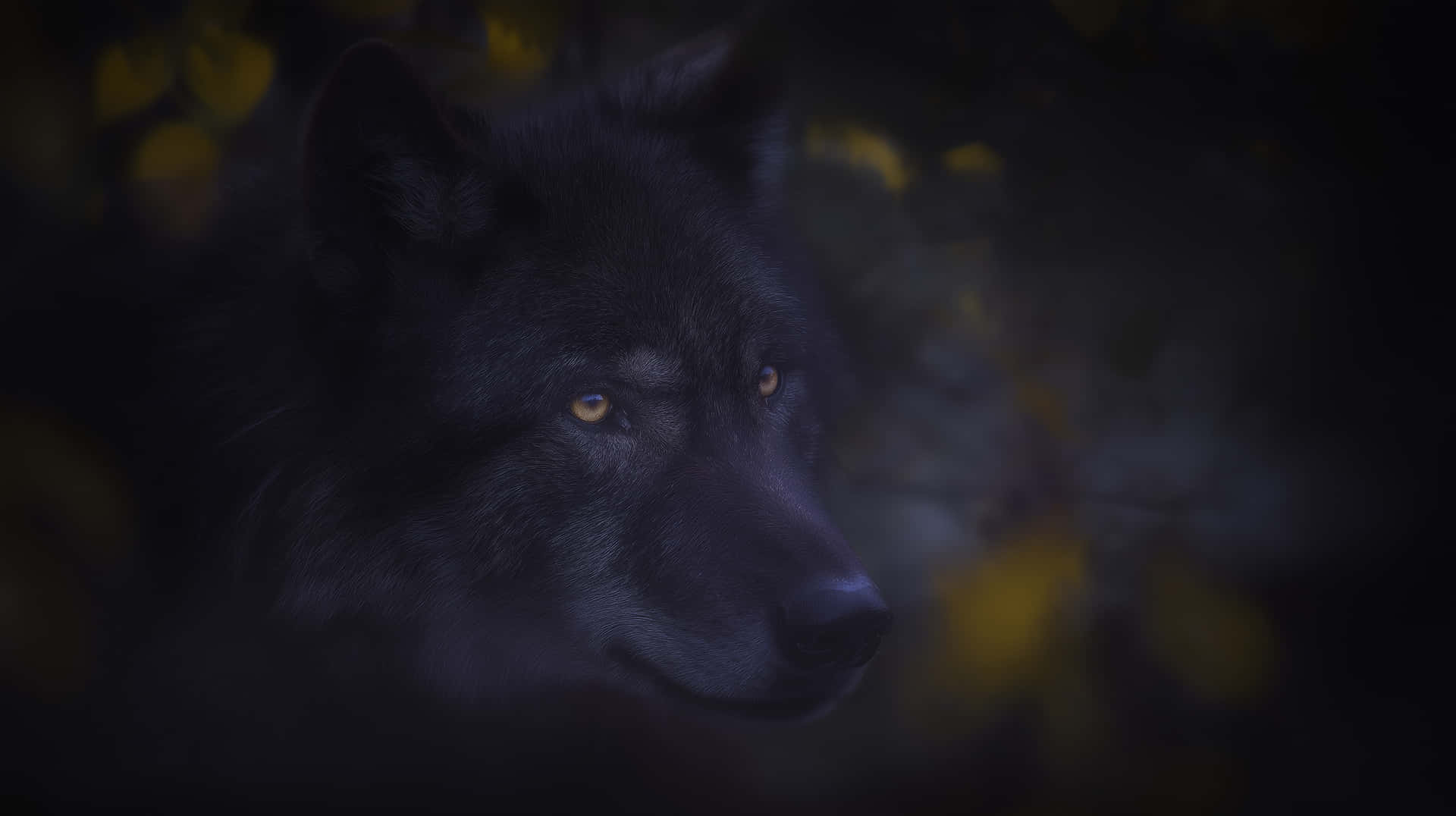 Mysterious Black Wolf Portrait 壁紙 — 一隻黑狼帶著發光的琥珀色眼睛，透過黑暗的森林凝視著，背景是模糊的金色樹葉。