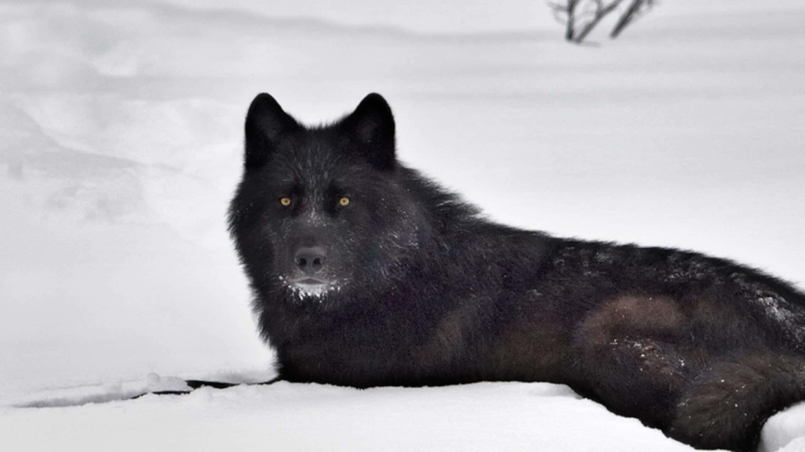 3d Wolf 桌布 壁紙 — 一隻黑狼帶著銳利的黃色眼睛，在雪景中警覺地休息，雪花灑落在牠的皮毛上，映襯著蒼白的冬日背景。