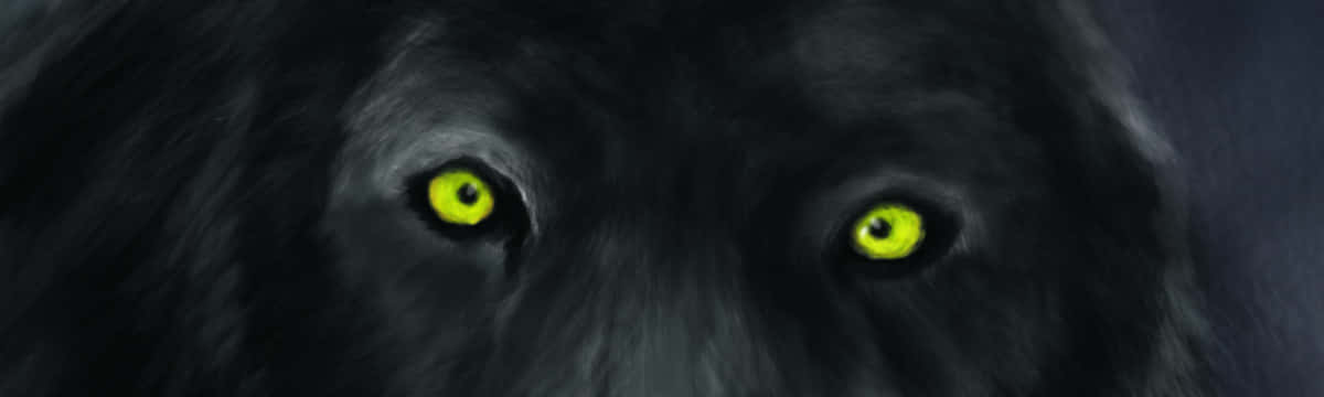 Wolf Eyes 桌布 壁紙 — 一隻黑狼強烈發光的黃色眼睛直視前方的特寫。