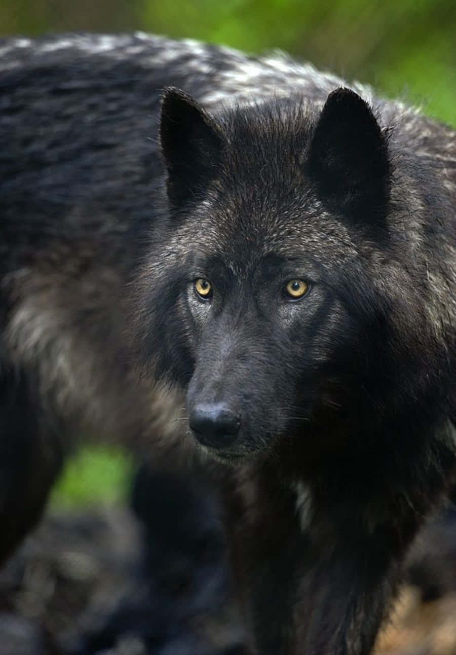 黑狼 桌布 壁紙 — 一隻黑狼特寫，擁有銳利的黃色眼睛，在模糊的森林背景中專注地凝視。