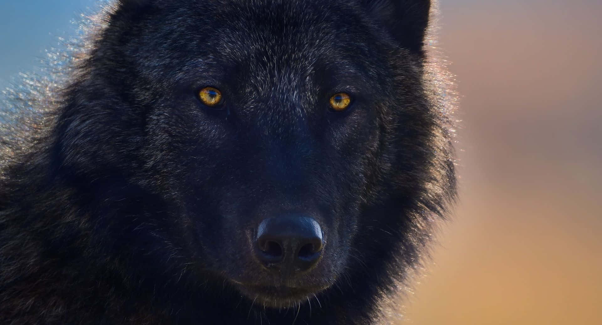 Wolf Photography 桌布 壁紙 — 一隻黑狼的特寫，擁有銳利的金色眼睛，在柔和模糊的日落背景下專注地凝視。