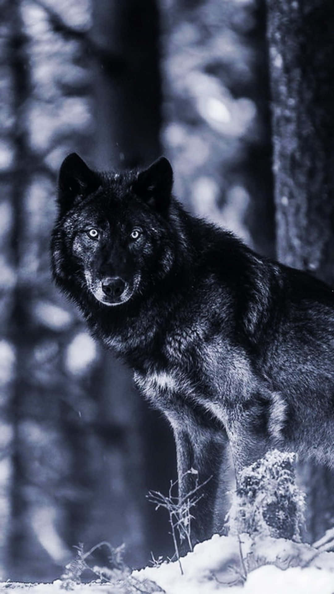 Alpha Wolf 桌布 壁紙 — 一隻黑狼眼神銳利，在寒冷藍色暮光下的雪地森林中警覺地站立。
