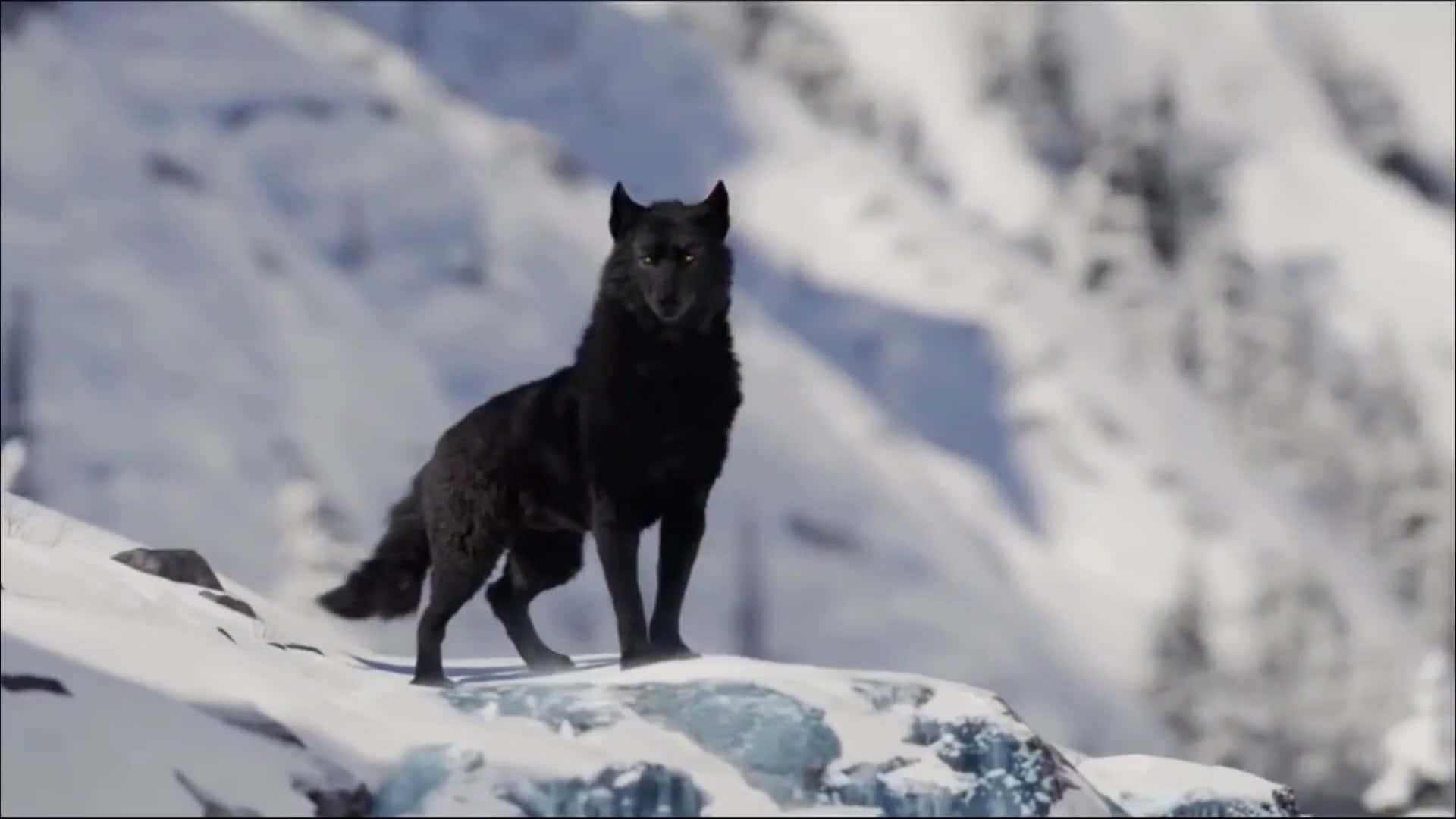Beautiful Wolf 桌布 壁紙 — 一隻黑狼警覺地站在白雪覆蓋的山脊上，背景是明亮的冬日景色。