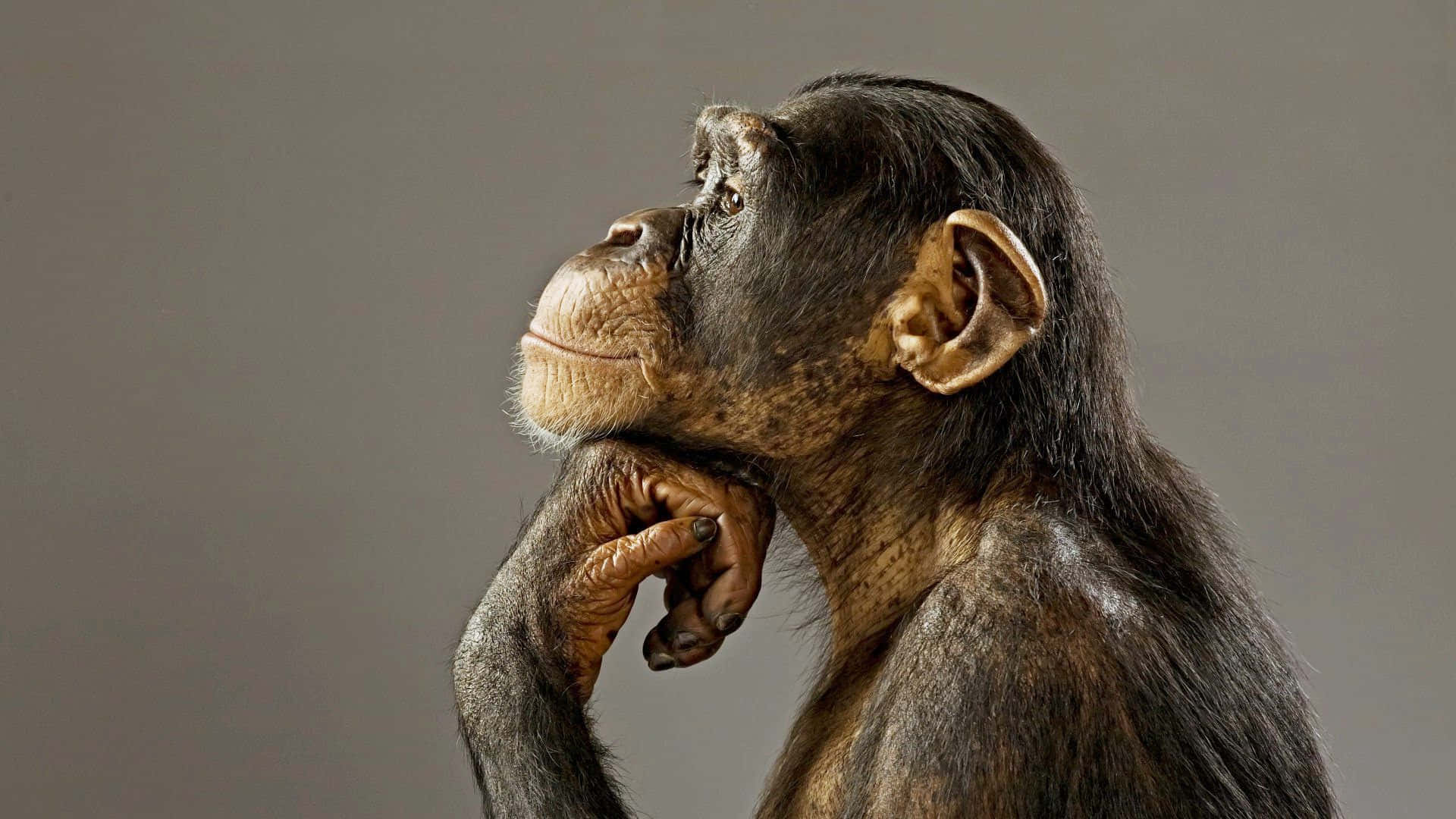 Chimpanzee 桌布 壁紙 — 一隻黑猩猩側面，下巴擱在手上，背景是純灰色，若有所思地向上凝視。