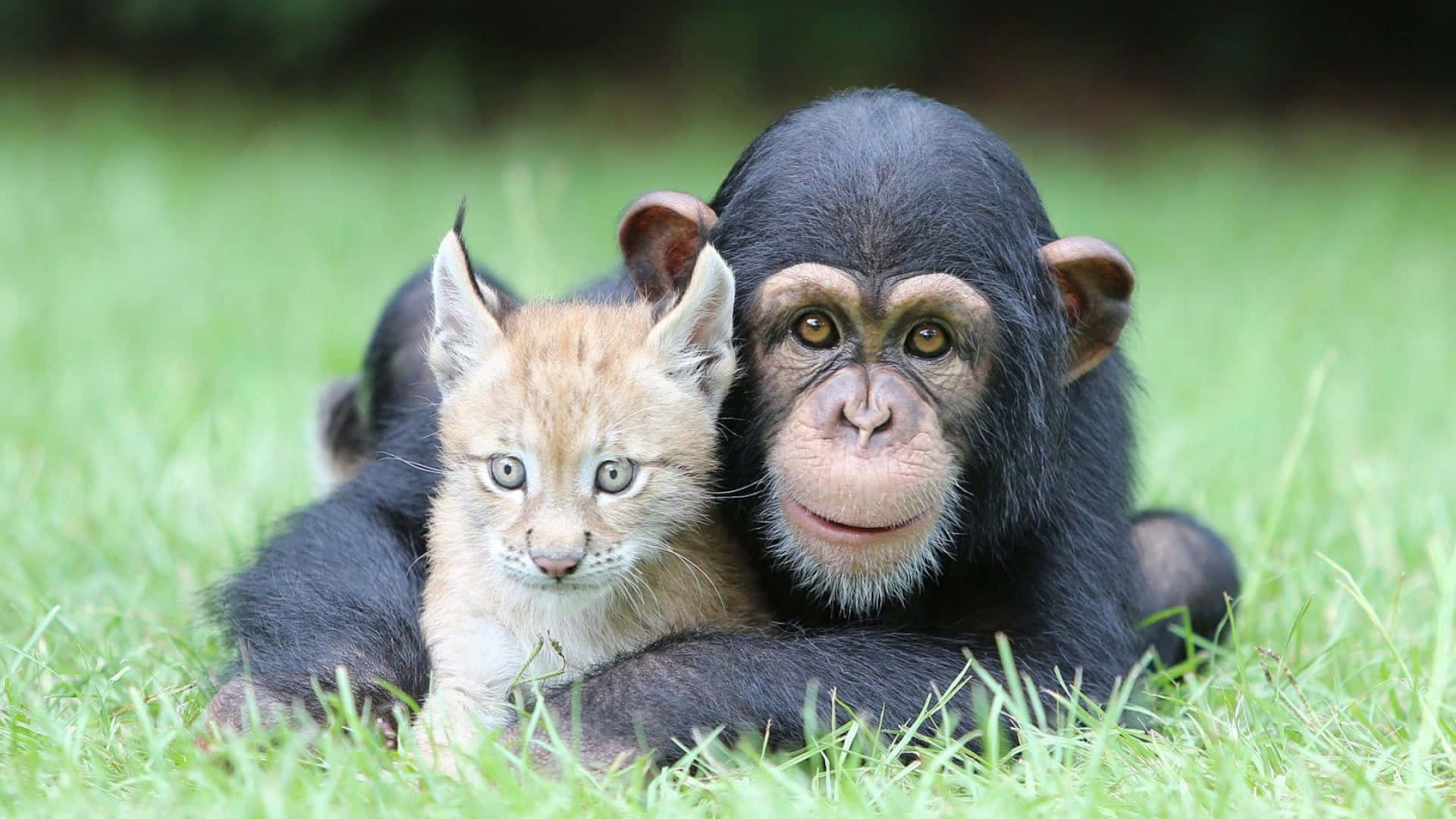 Chimpanzee 桌布 壁紙 — 一隻黑猩猩和一隻猞猁幼貓在寧靜的自然環境中一起在鮮綠的草地上休息。