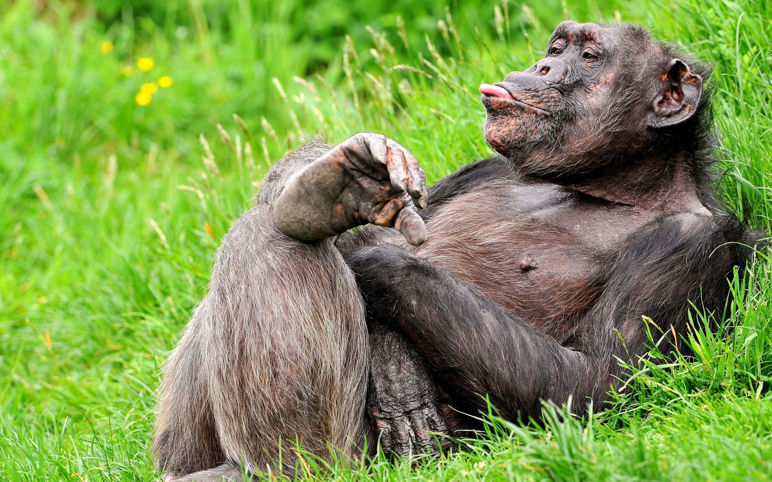 Gorilla 桌布 壁紙 — 一隻黑猩猩在充滿活力的綠草中放鬆，舌頭伸出，手靠近臉部。