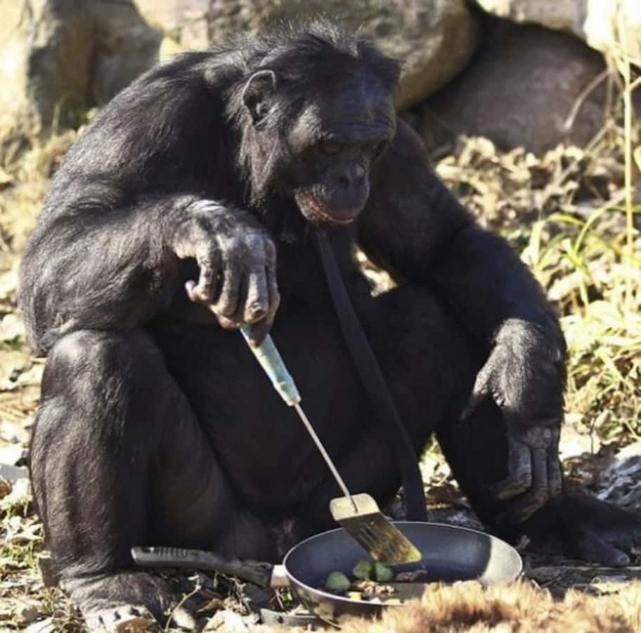 搞笑 桌布 壁紙 — 一隻黑猩猩在戶外盤腿而坐，用鍋鏟攪拌平底鍋裡的食物。