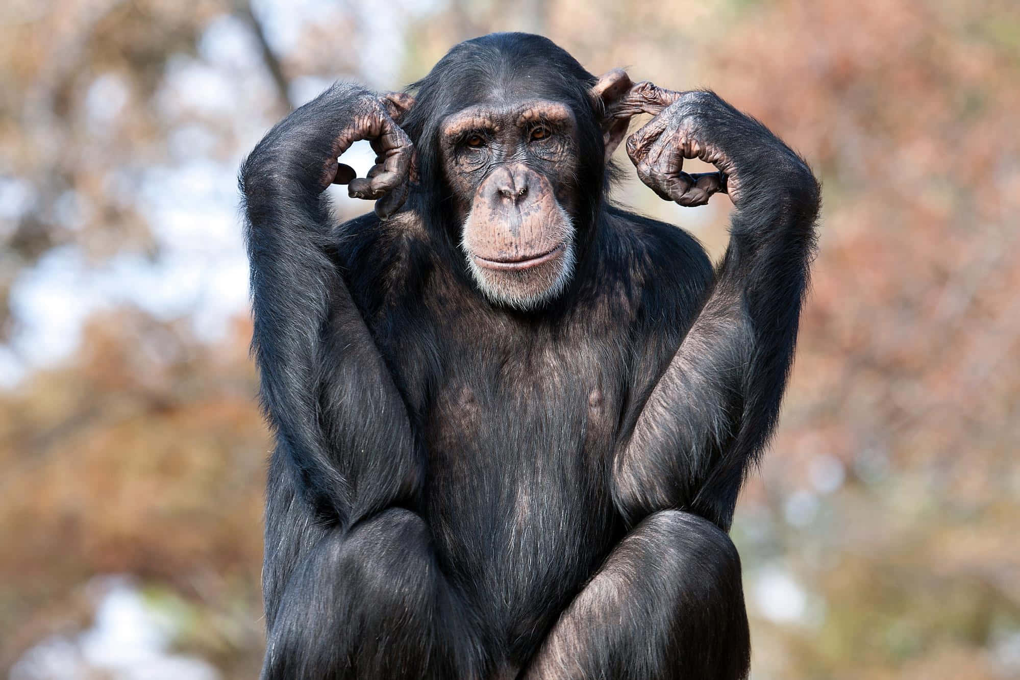 Ape 桌布 壁紙 — 一隻黑猩猩在模糊的秋日背景下，雙手放在耳朵上，若有所思地坐著。