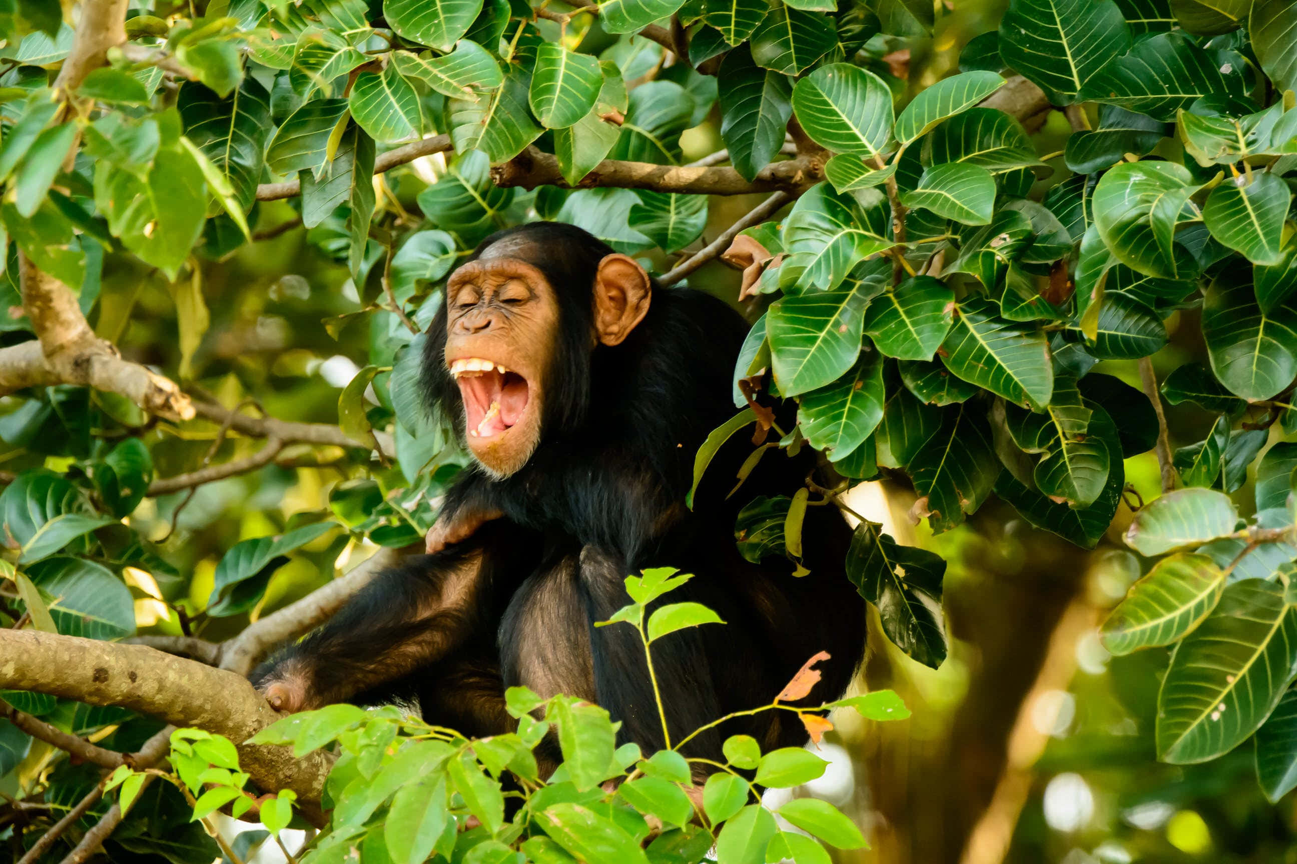 Chimpanzee 桌布 壁紙 — 一隻黑猩猩在樹枝上打了一個大哈欠，周圍是茂密的綠葉。