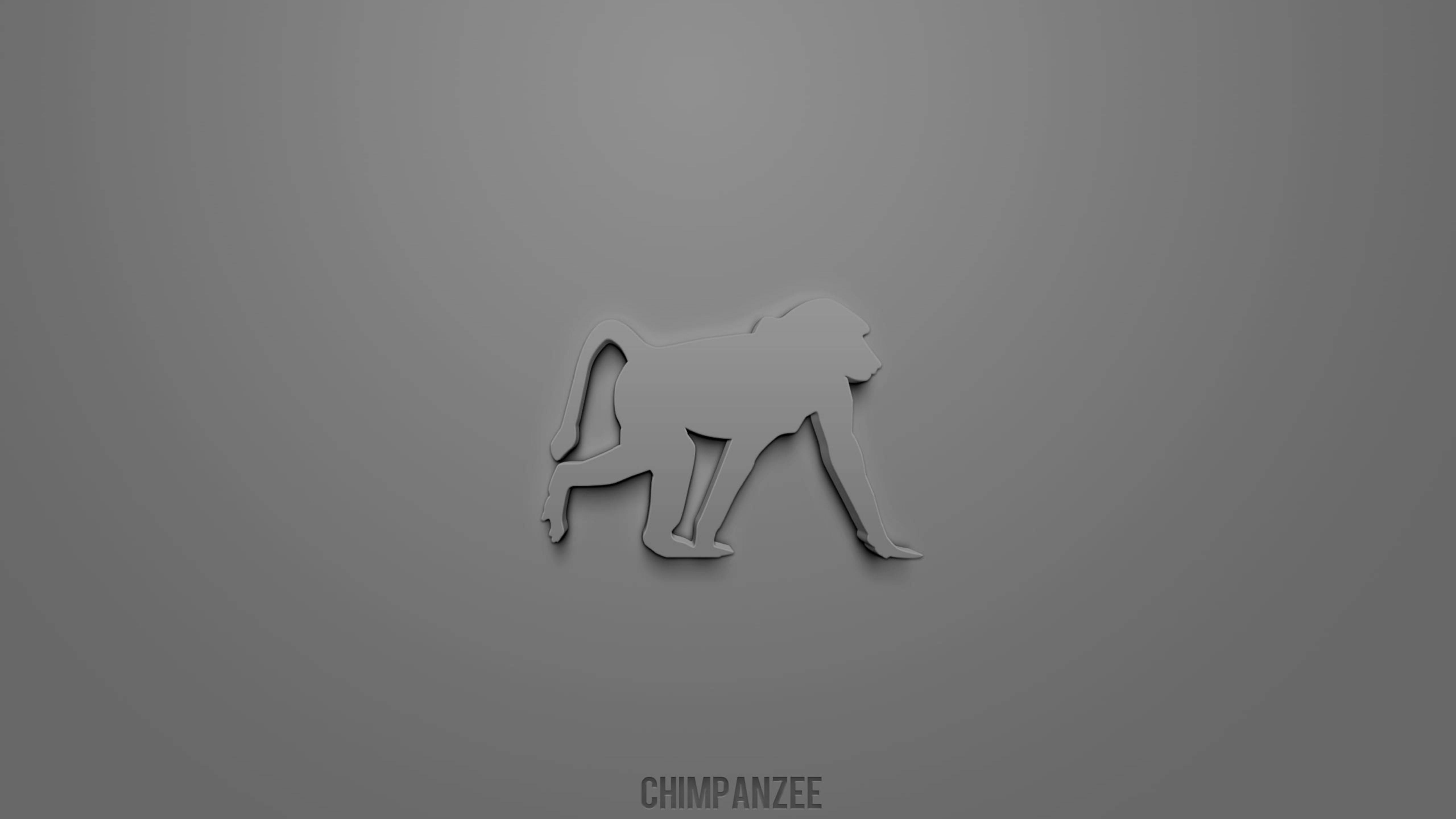 Chimpanzee 桌布 壁紙 — 一隻黑猩猩在漸變灰色背景上行走的極簡灰色剪影。