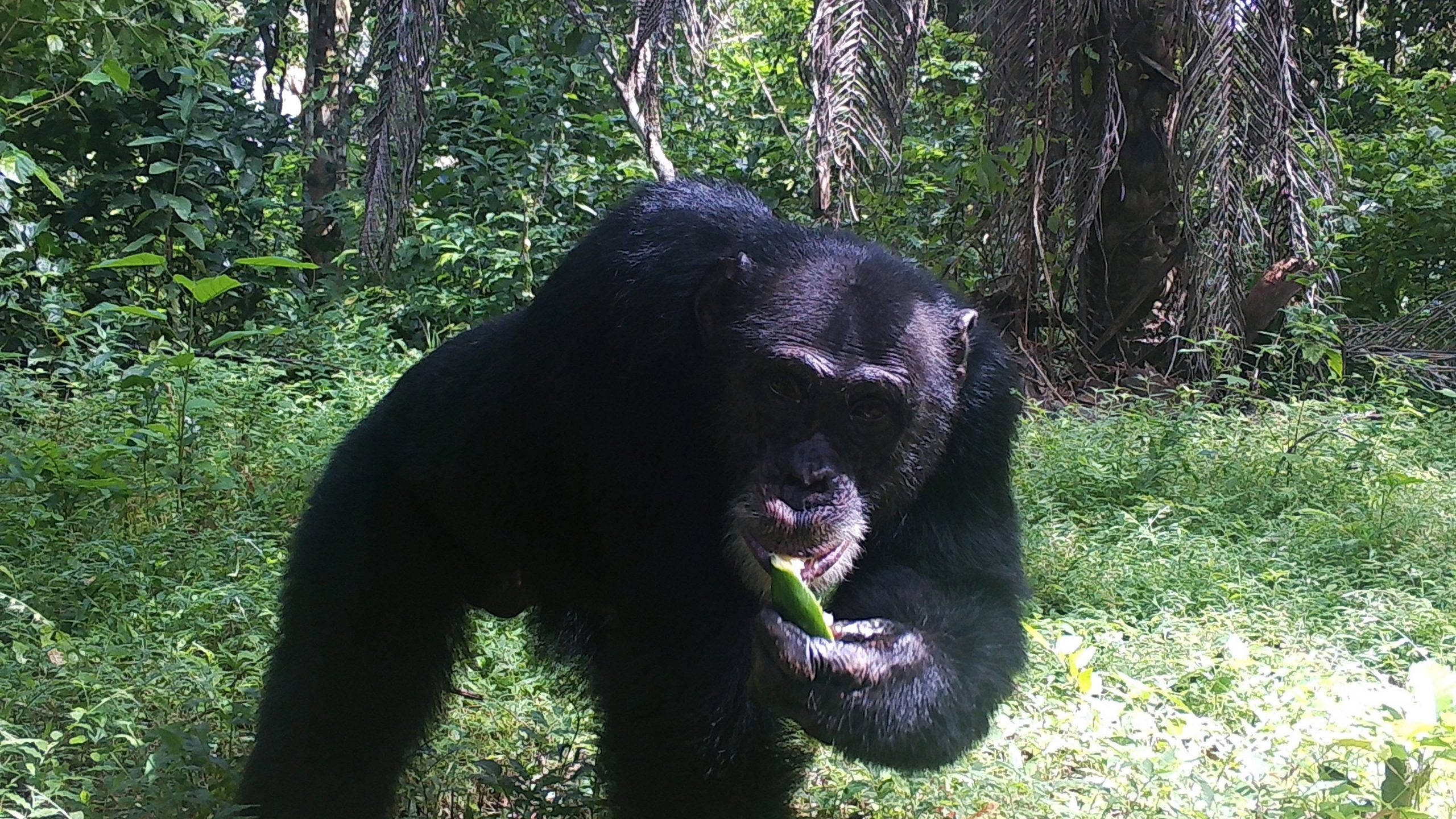 Chimpanzee 桌布 壁紙 — 一隻黑猩猩在陽光明媚的熱帶森林中咀嚼著一片綠葉，周圍有棕櫚樹和茂密的綠色植物。