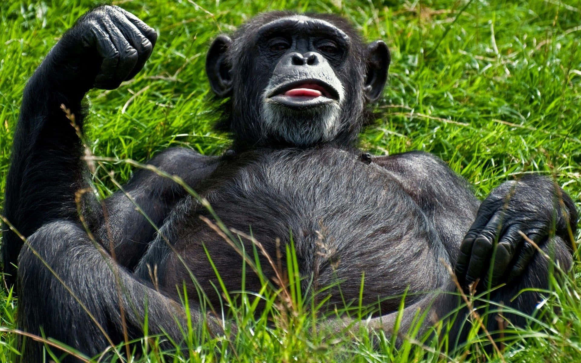 Monkey Funny 桌布 壁紙 — 一隻黑猩猩在鮮綠色的草地上放鬆，一隻手臂舉起，姿勢輕鬆，在明亮的日光下。