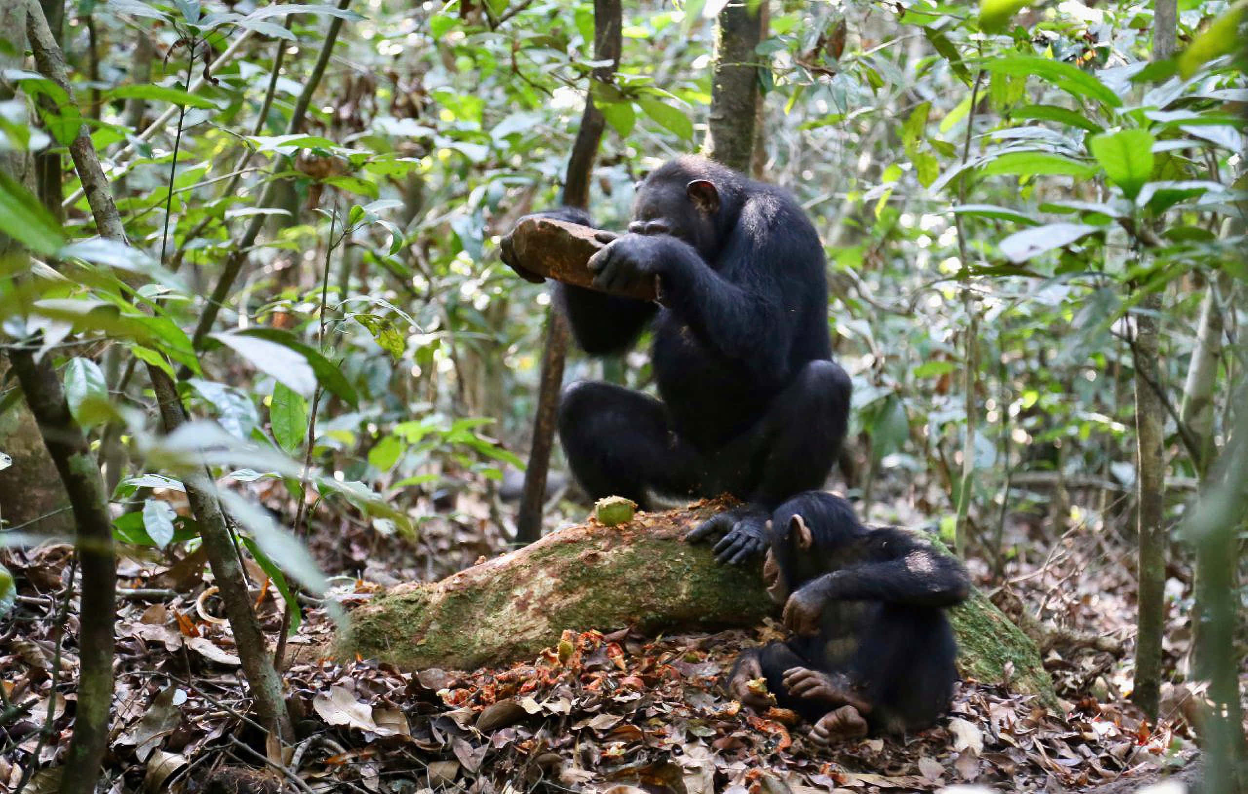 Chimpanzee 桌布 壁紙 — 一隻黑猩猩坐在茂密綠色森林中長滿苔蘚的木頭上，而一隻小黑猩猩在附近的落葉上休息。