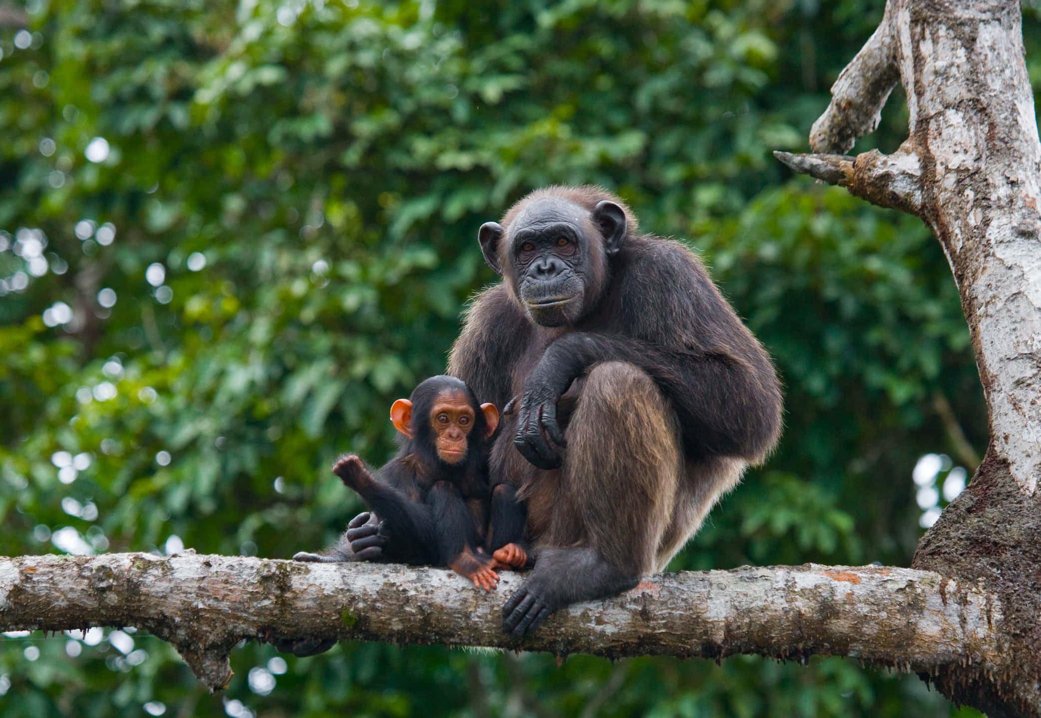 Chimpanzee 桌布 壁紙 — 一隻黑猩猩媽媽和她的寶寶一起坐在被茂密綠葉環繞的粗樹枝上。