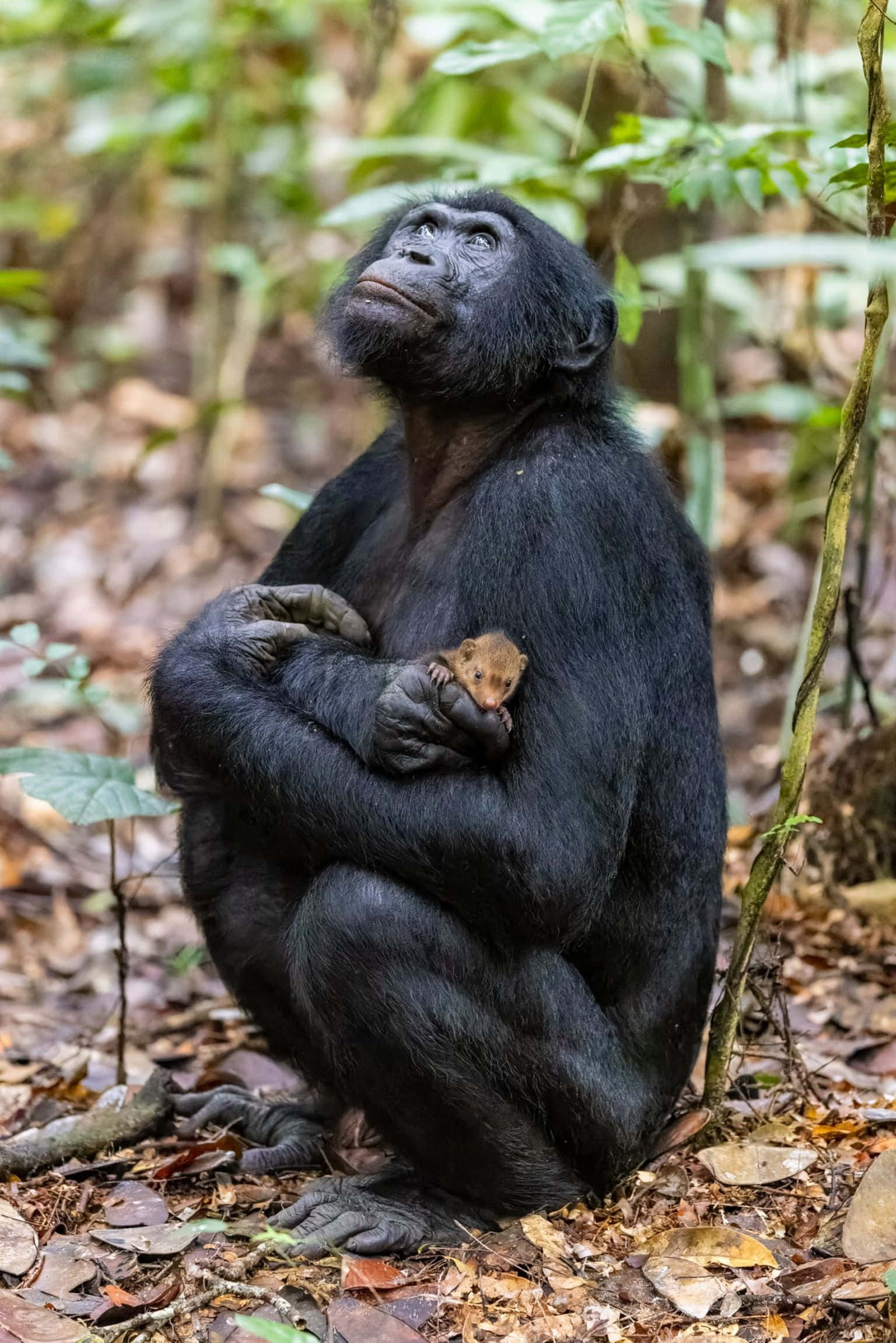 Ape 桌布 壁紙 — 一隻黑猩猩媽媽在佈滿落葉的茂密綠色森林地面上懷抱著她的嬰兒。