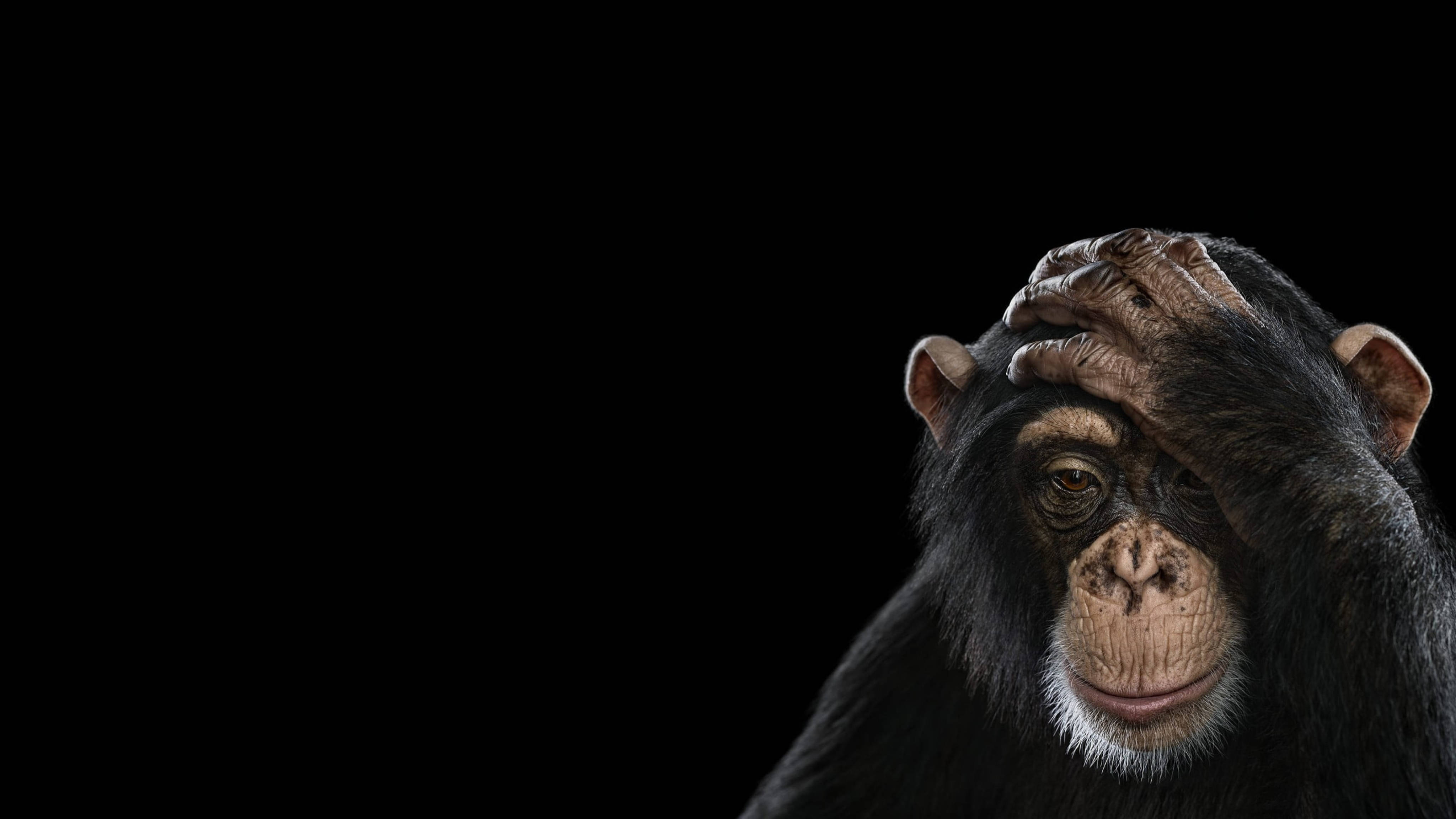 Chimpanzee 桌布 壁紙 — 一隻黑猩猩將手放在頭上，背景為純黑色，傳達出沉思或惱怒的表情。