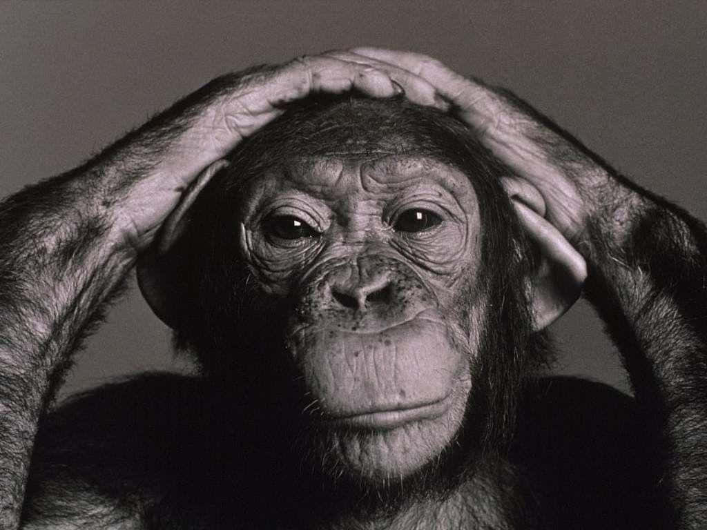 Chimpanzee 桌布 壁紙 — 一隻黑猩猩雙手放在頭上，直視鏡頭的黑白肖像。