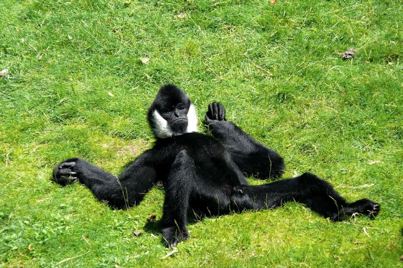 Monkey Computer 桌布 壁紙 — 一隻黑猴白胸在明亮陽光下放鬆地躺在充滿活力的綠草地上。