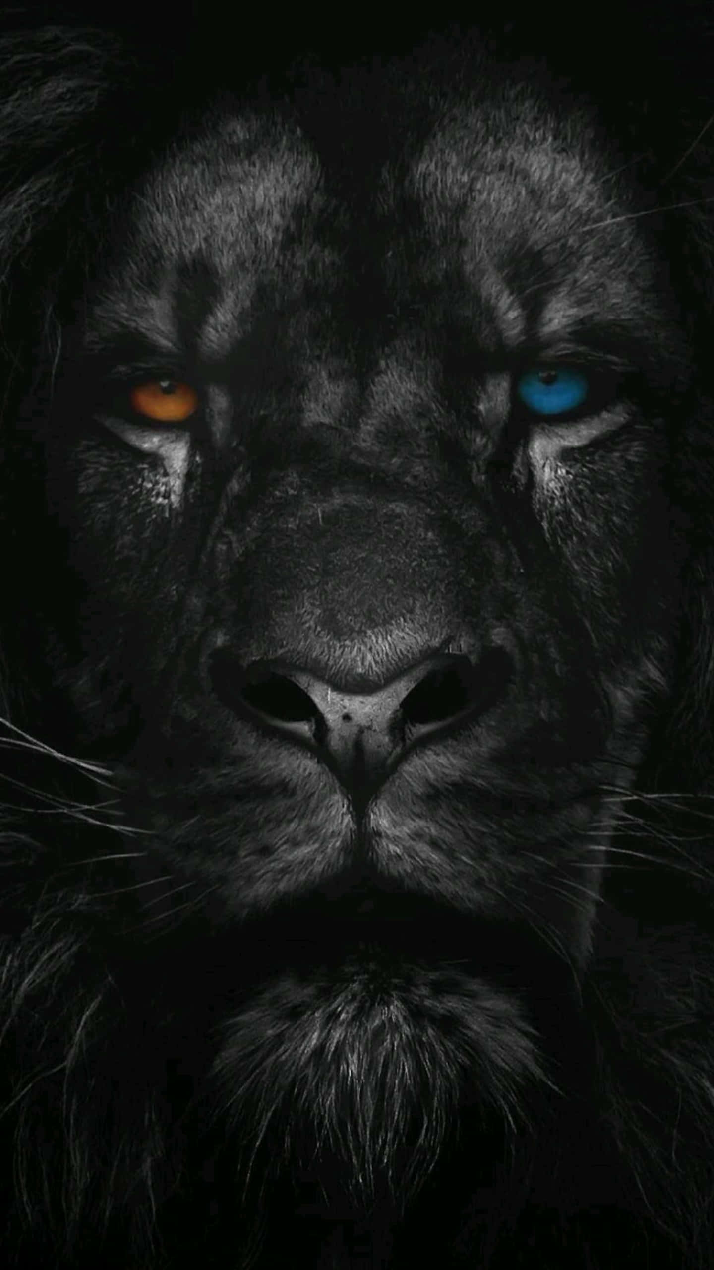 Black Lion 桌布 壁紙 — 一隻黑獅子的特寫，有一隻橙色和一隻藍色的眼睛，在黑暗背景下強烈凝視。
