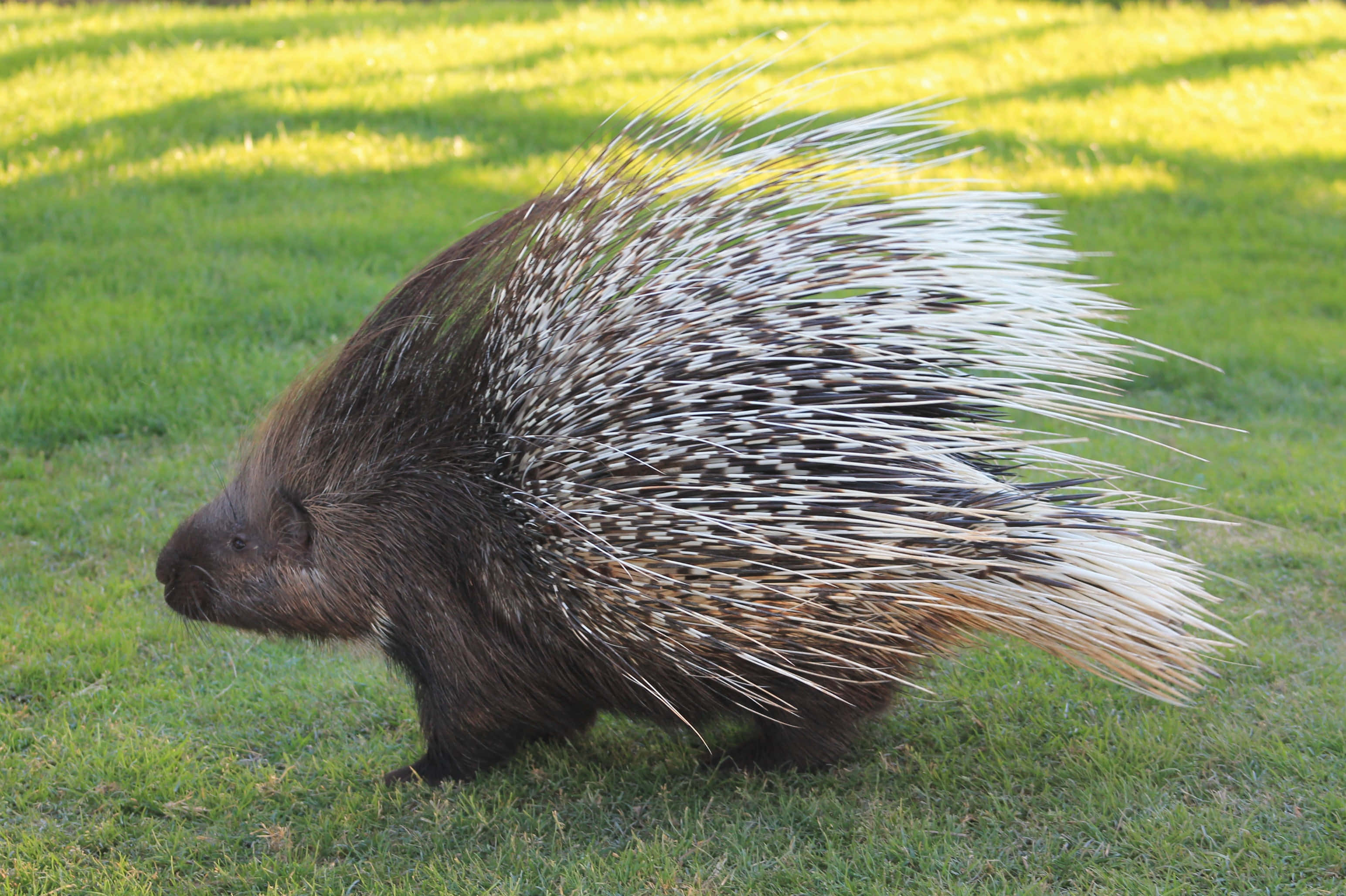 Porcupine 桌布 壁紙 — 一隻黑白刺的豪豬在明亮的陽光下警覺地站在充滿活力的綠色草地上。