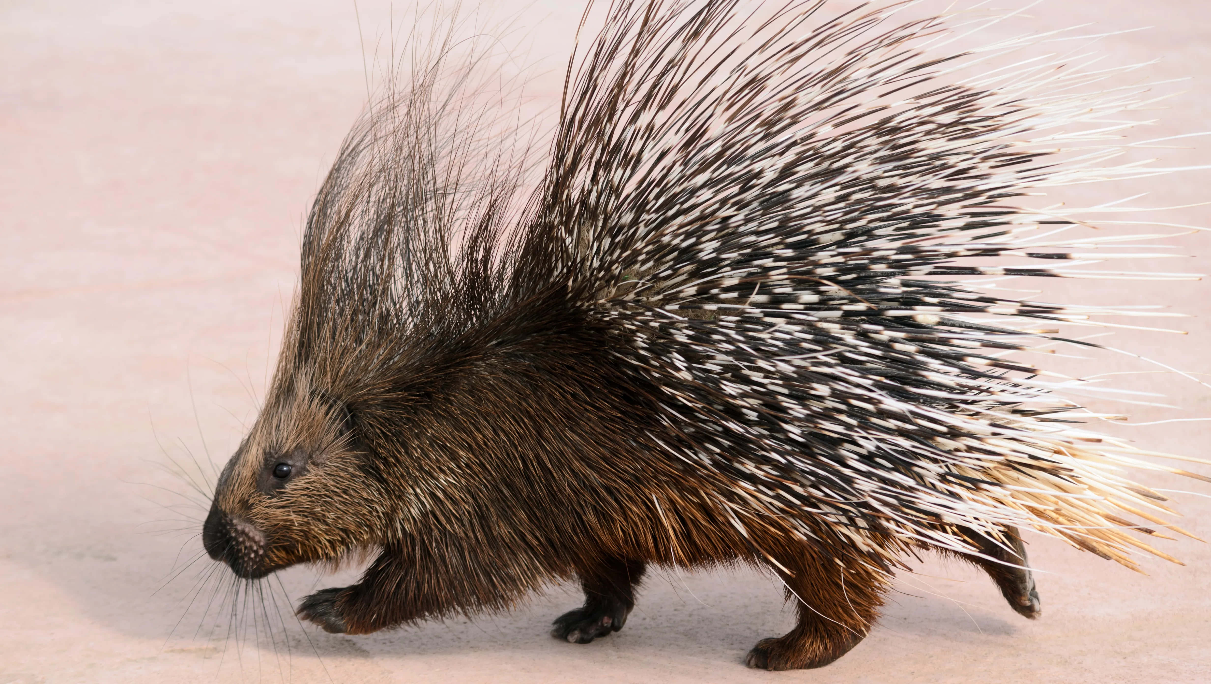Porcupine 桌布 壁紙 — 一隻黑白刺的豪豬在淡沙地上警覺地站立。