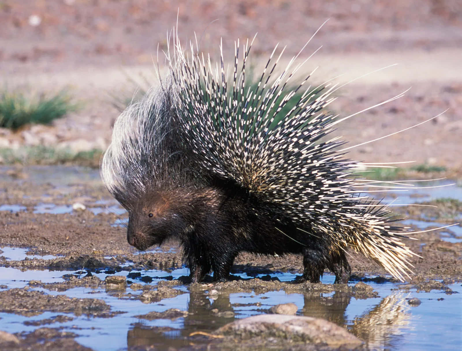 Porcupine 桌布 壁紙 — 一隻黑白刺的豪豬站在淺水中飲水，其倒影在下方閃爍。
