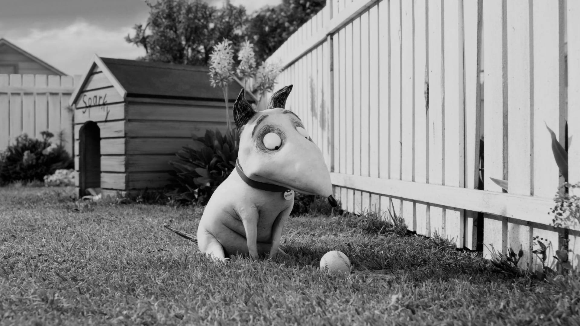 Frankenweenie 桌布 壁紙 — 一隻黑白動畫狗，大眼睛，坐在草地上，靠近圍欄和狗屋，看著一個球。