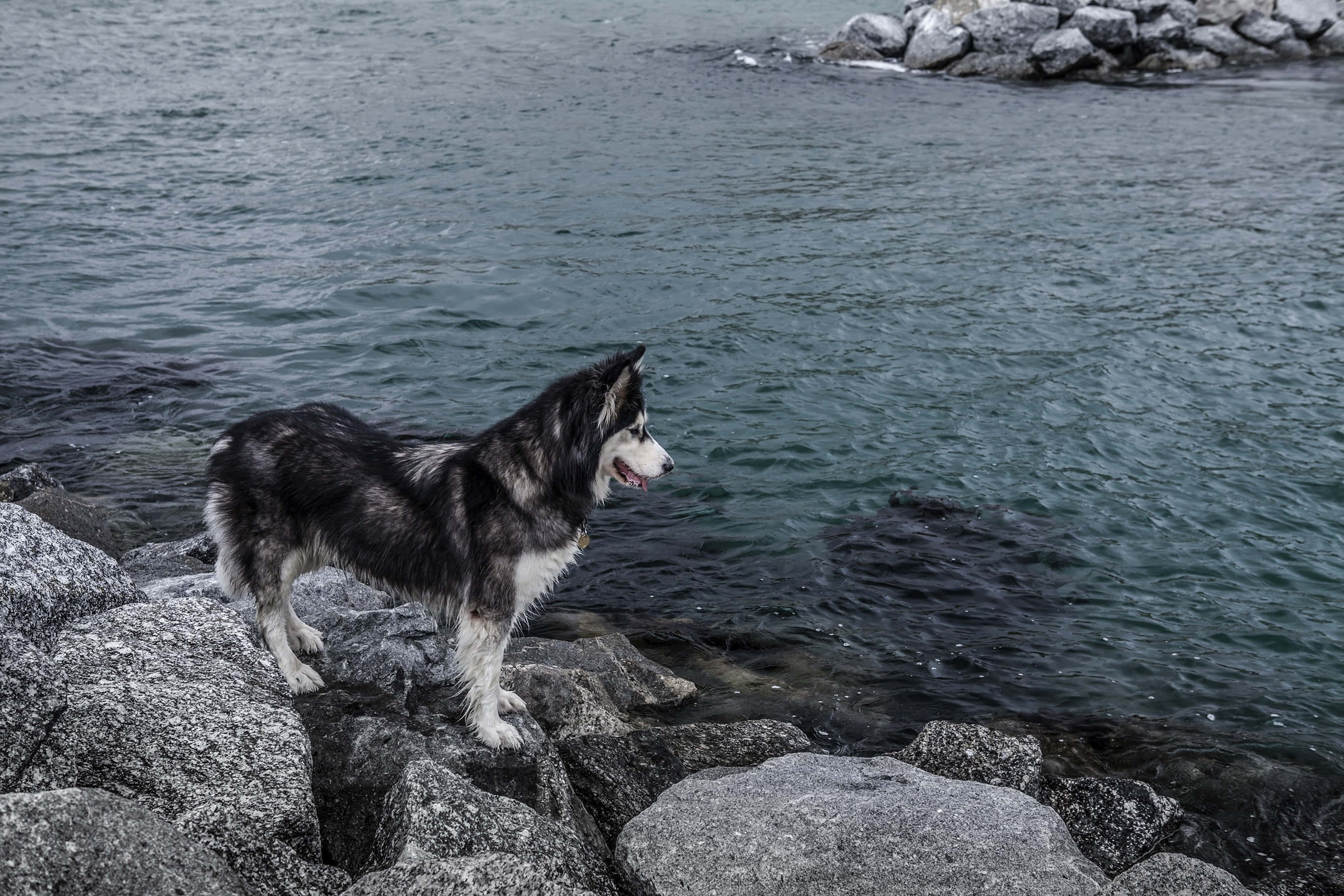 動物 桌布 壁紙 — 一隻黑白哈士奇警覺地站在灰色岩石上，凝視著平靜的藍綠色水面。