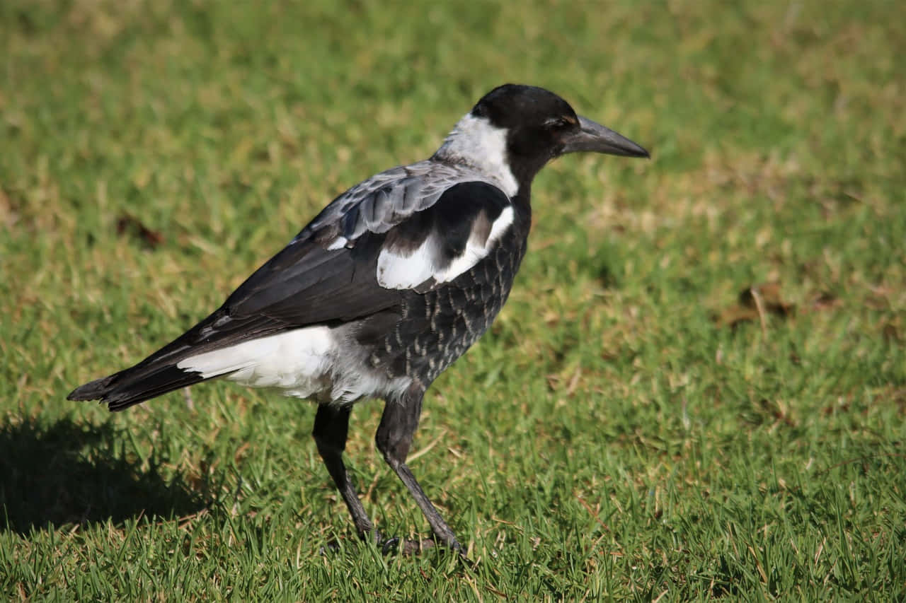 Magpies And Crows 桌布 壁紙 — 一隻黑白喜鵲在明亮的日光下警覺地站在鮮綠色的草地上。