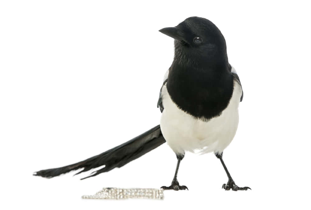 Magpies And Crows 桌布 壁紙 — 一隻黑白喜鵲在純白背景前警覺地站立，腳邊有一條銀鏈。