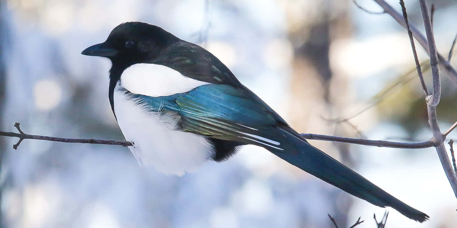 Magpies And Crows 桌布 壁紙 — 一隻黑白喜鵲帶有虹彩藍綠色翅膀，棲息在光禿的樹枝上，背景是雪白模糊的冬日景色。