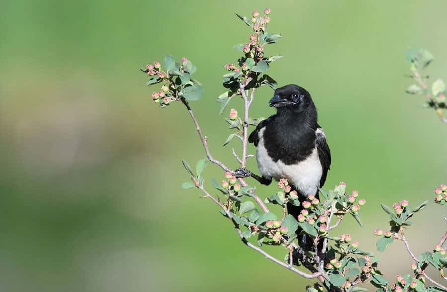 Magpies And Crows 桌布 壁紙 — 一隻黑白喜鵲棲息在長滿葉子的樹枝上，樹枝上有粉紅色的花蕾，背景是柔和的綠色模糊。