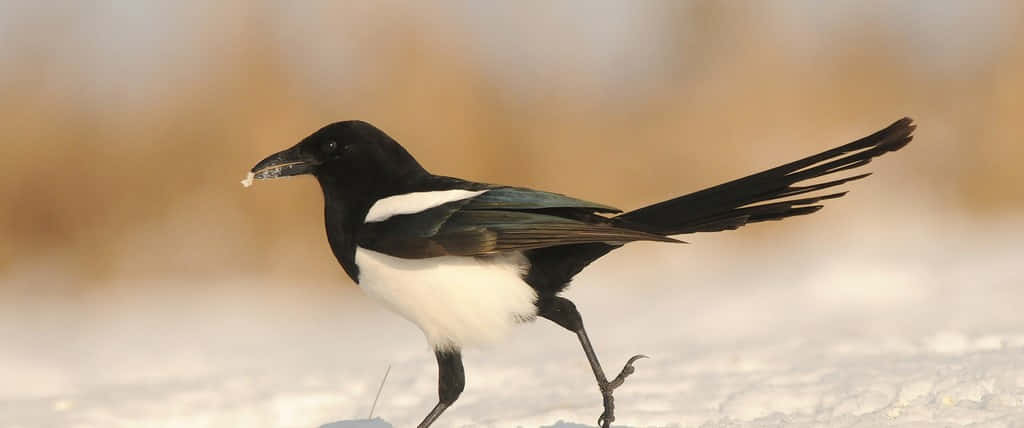 Magpies And Crows 桌布 壁紙 — 一隻黑白喜鵲自信地走過雪地，嘴裡叼著一隻小昆蟲。