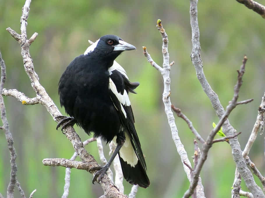 Magpies And Crows 桌布 壁紙 — 一隻黑白喜鵲警覺地棲息在光禿禿的樹枝上，背景是柔和的綠色模糊效果。