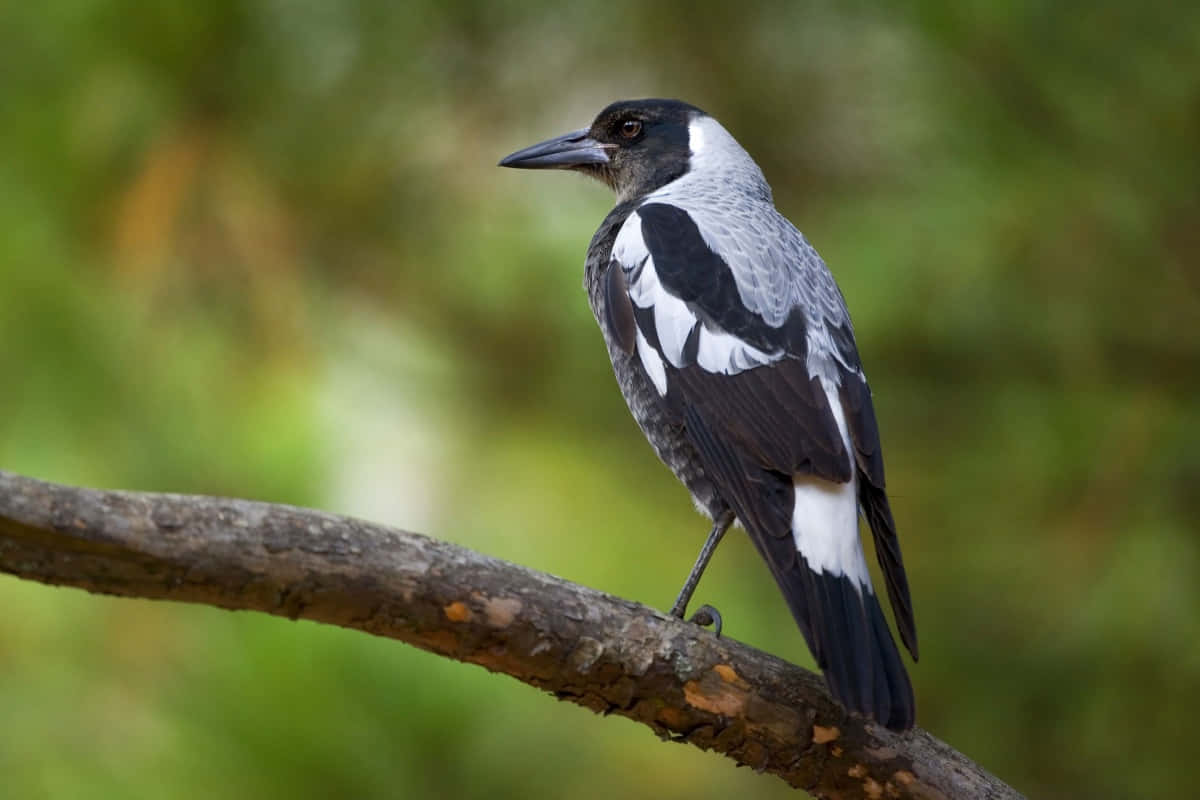 Magpies And Crows 桌布 壁紙 — 一隻黑白喜鵲警覺地棲息在有紋理的樹枝上，背景是柔和模糊的綠色森林。