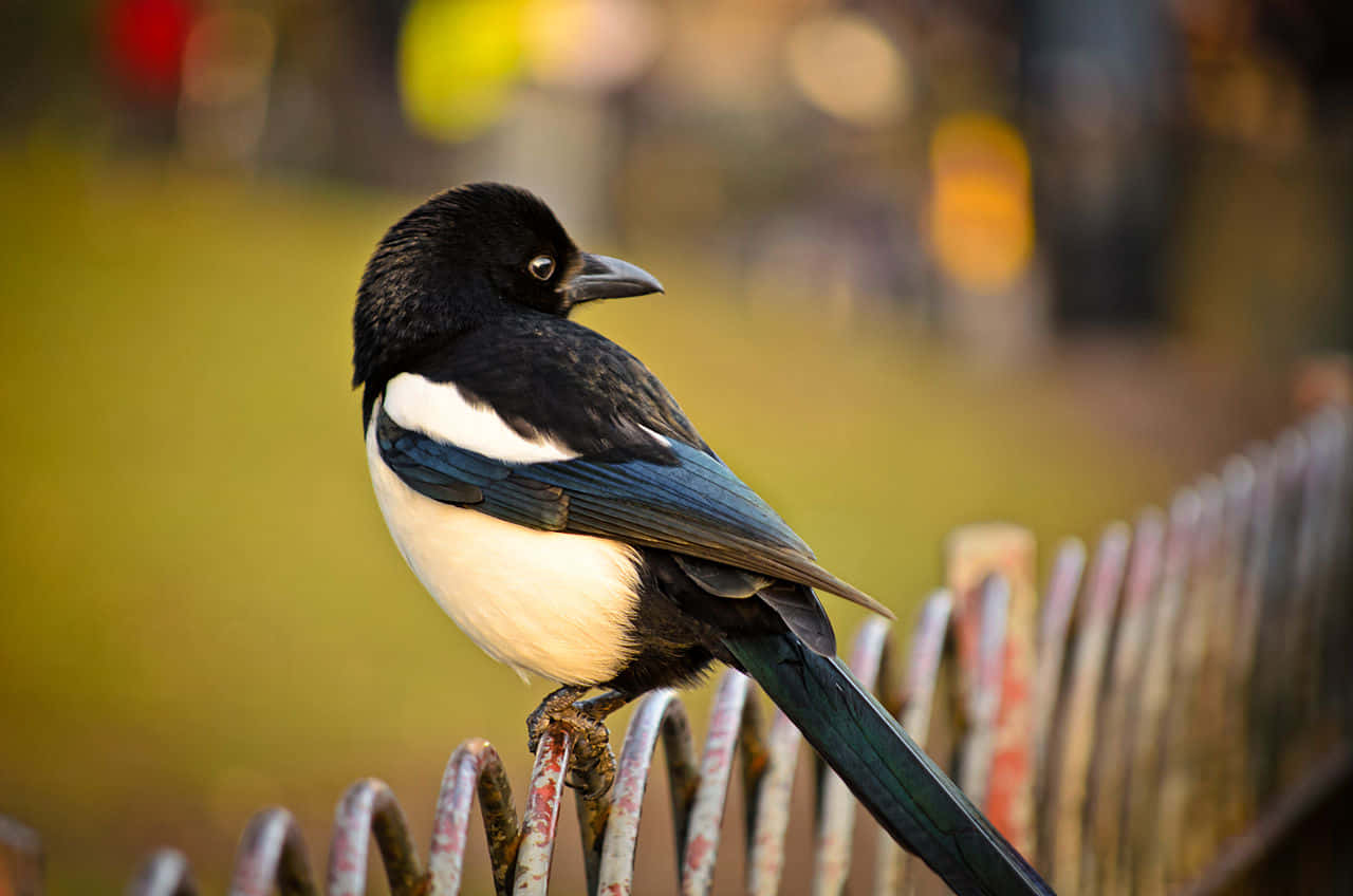 Magpies And Crows 桌布 壁紙 — 一隻黑白喜鵲警覺地棲息在生鏽的金屬圍欄上，背景是柔和模糊的金色。