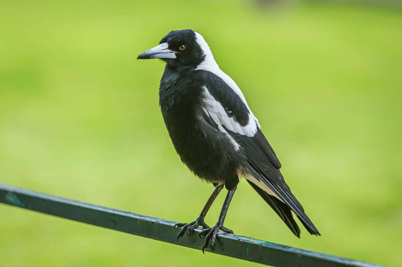 Magpies And Crows 桌布 壁紙 — 一隻黑白喜鵲警覺地棲息在綠色金屬圍欄上，背景是柔和模糊的草地。