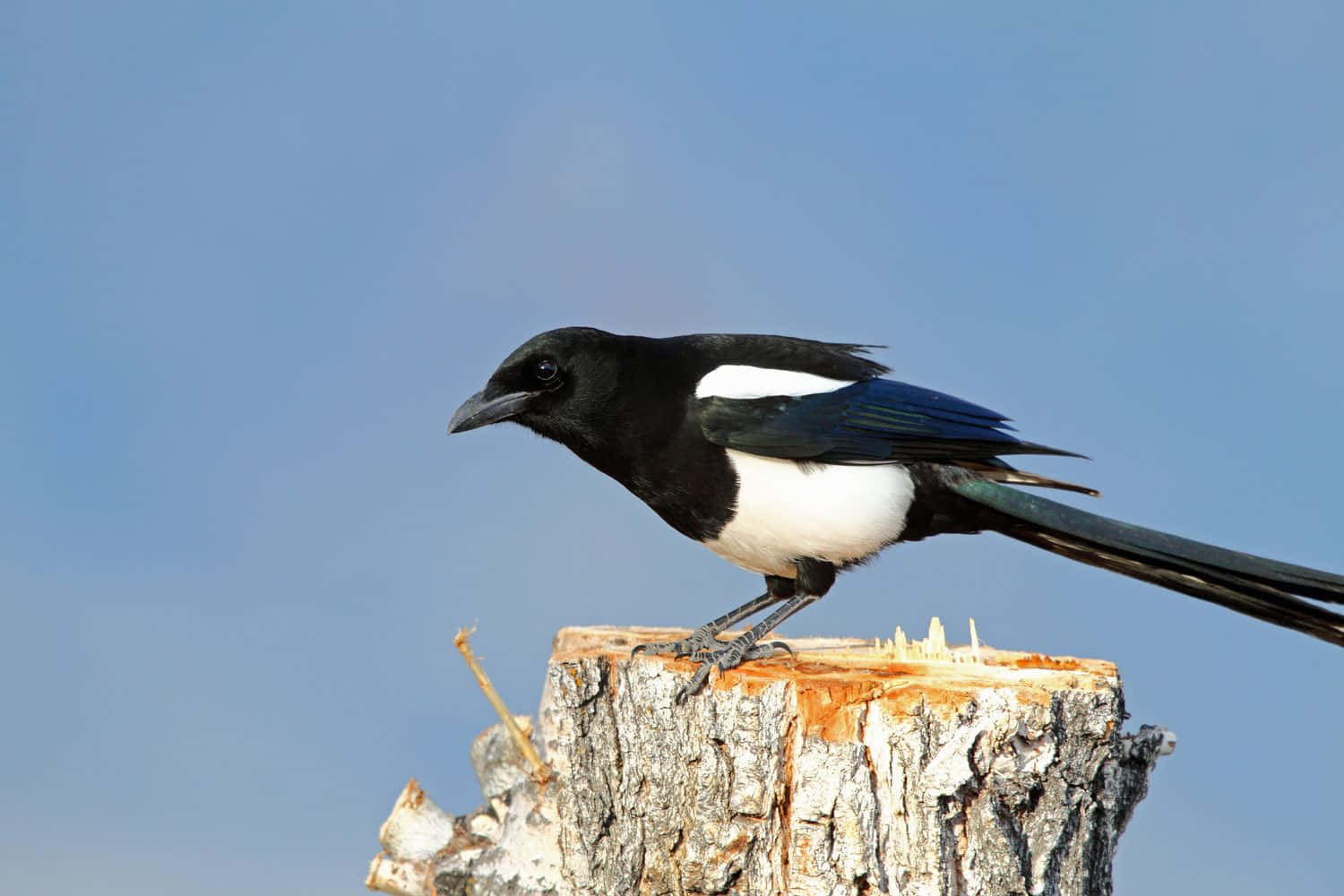 Magpies And Crows 桌布 壁紙 — 一隻黑白喜鵲警覺地棲息在風化的樹樁上，背景是清澈的藍天。