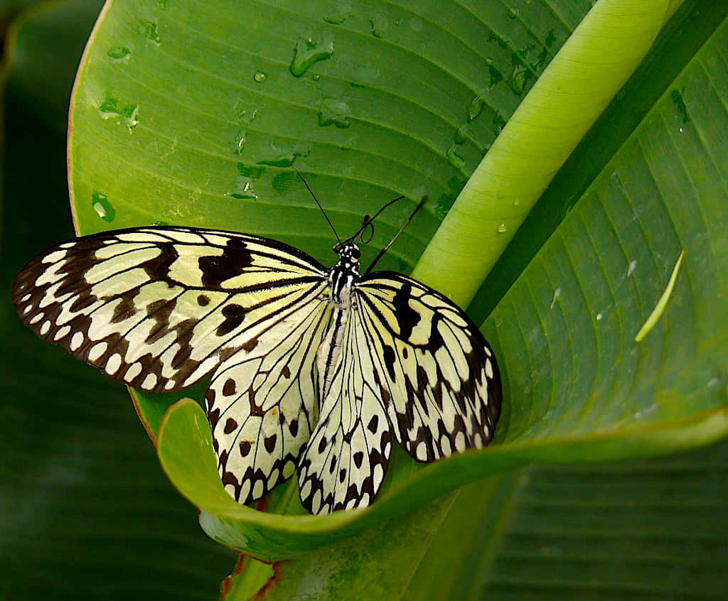 Butterfly Zoo 桌布 壁紙 — 一隻黑白圖案的蝴蝶停在一片閃爍著露珠的鮮綠色葉子上。