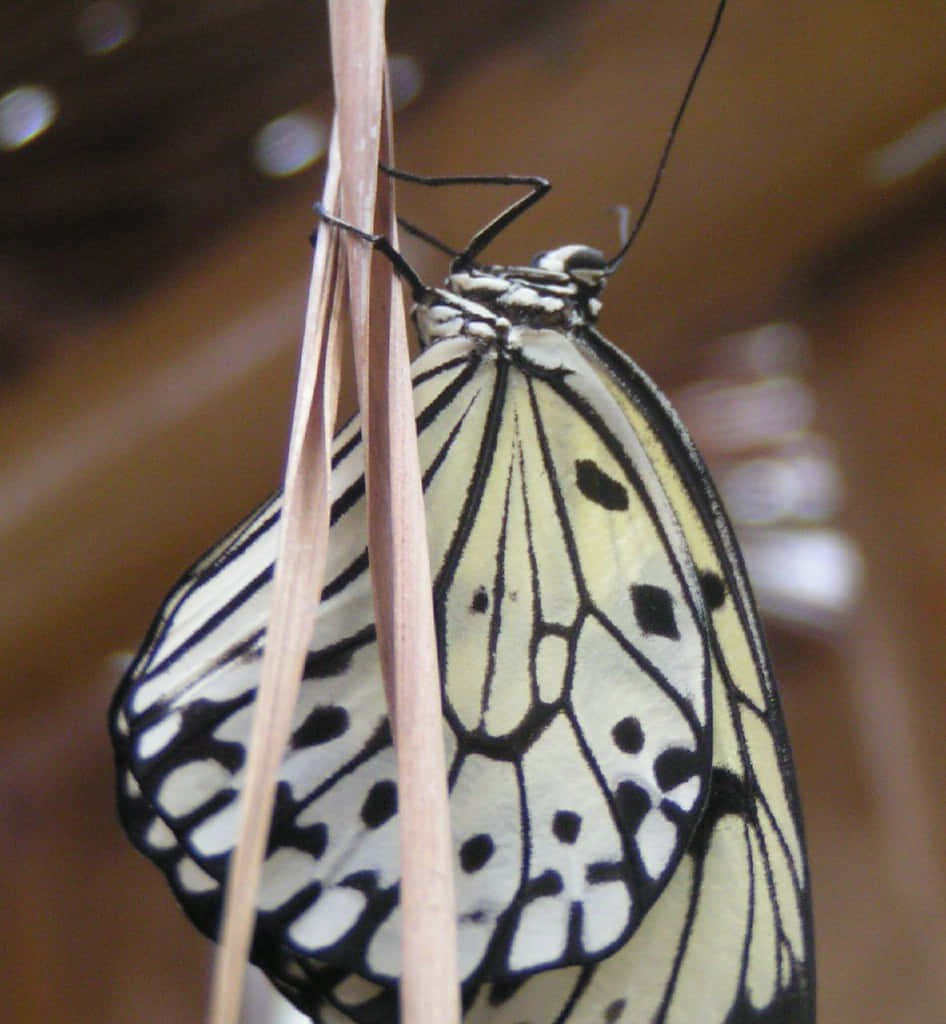 Butterfly Zoo 桌布 壁紙 — 一隻黑白圖案翅膀的精緻蝴蝶緊貼在細長的棕色莖上的特寫。