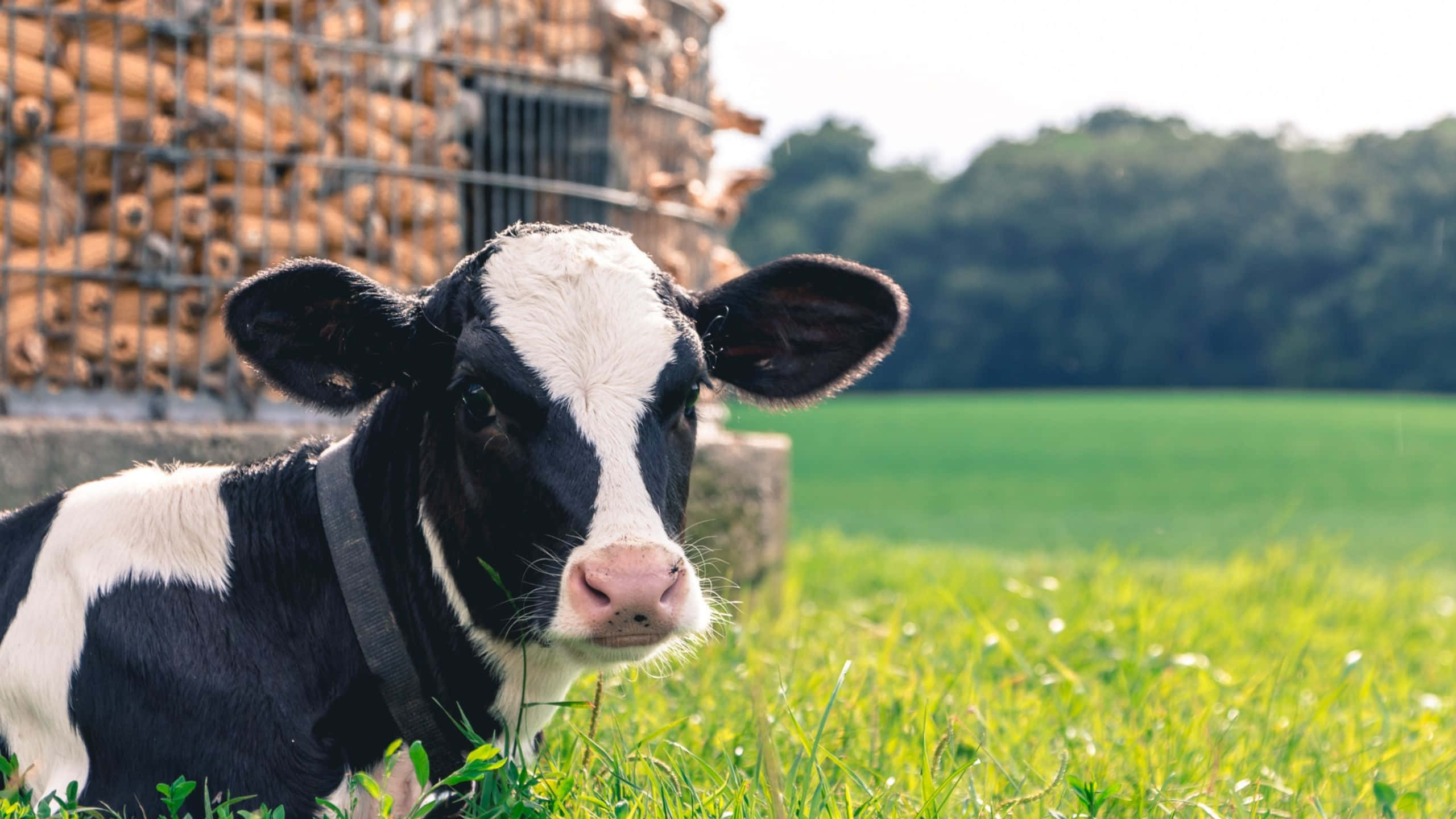 Aesthetic Cow 桌布 壁紙 — 一隻黑白小牛在充滿活力的綠草中休息，旁邊是木柵欄，背景有樹木。