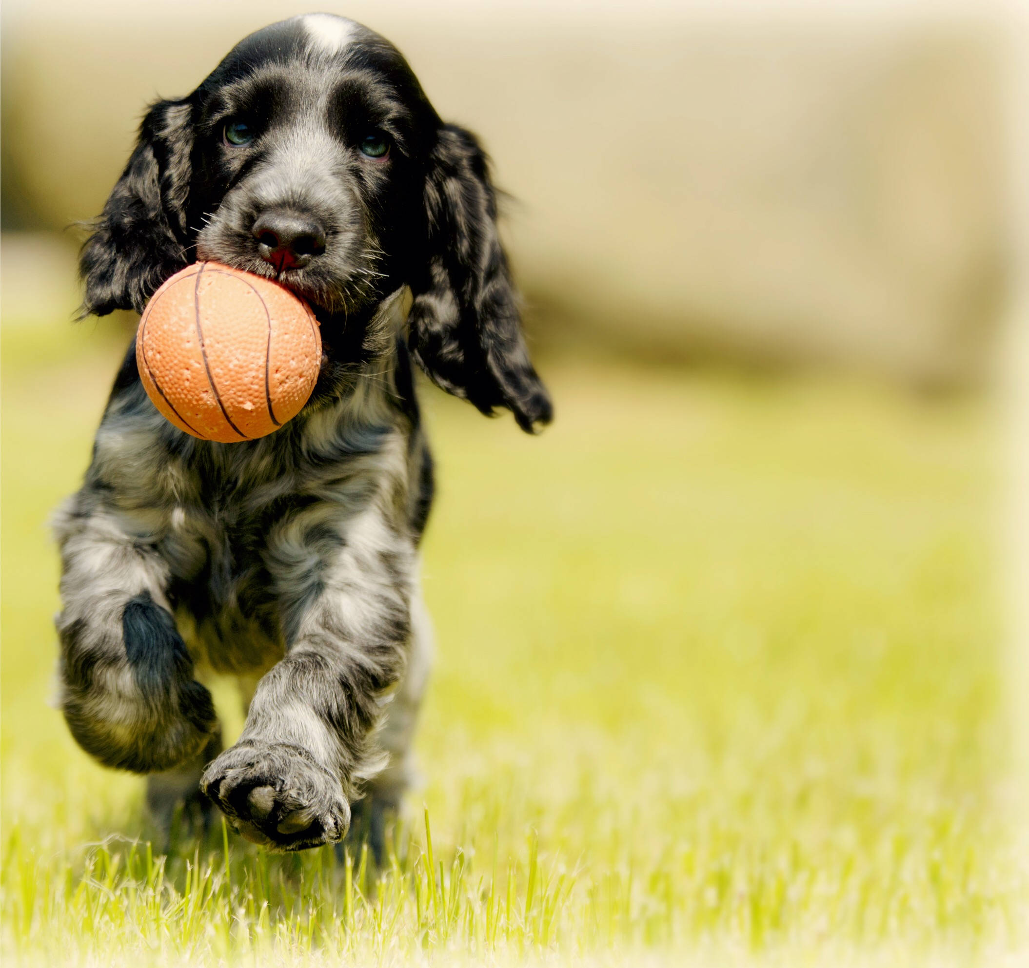 Funny Dog 桌布 壁紙 — 一隻黑白小狗在充滿活力的綠色草地上，嘴裡咬著橙色籃球，開心跳躍。