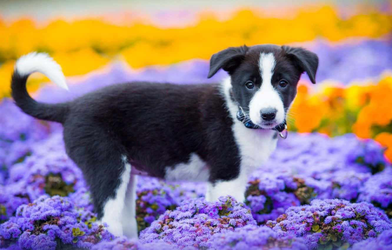 Aesthetic Dog 桌布 壁紙 — 一隻黑白小狗在鮮豔的紫色和橙色花朵中警覺地站立，背景柔和模糊。