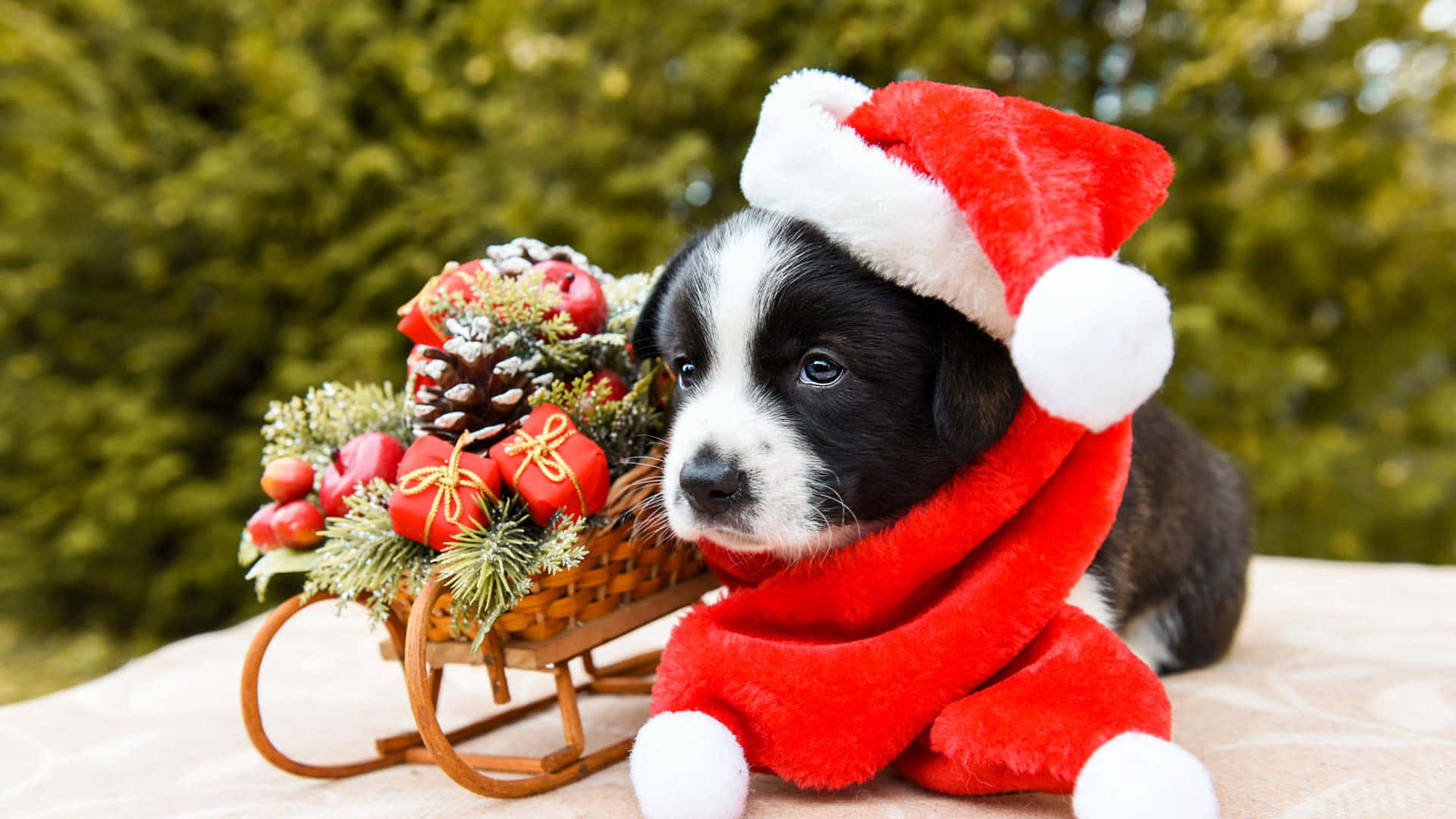 Santa Claus 桌布 壁紙 — 一隻黑白小狗戴著紅色聖誕帽和圍巾，坐在一個裝滿松果和紅色裝飾品的節日雪橇旁邊。